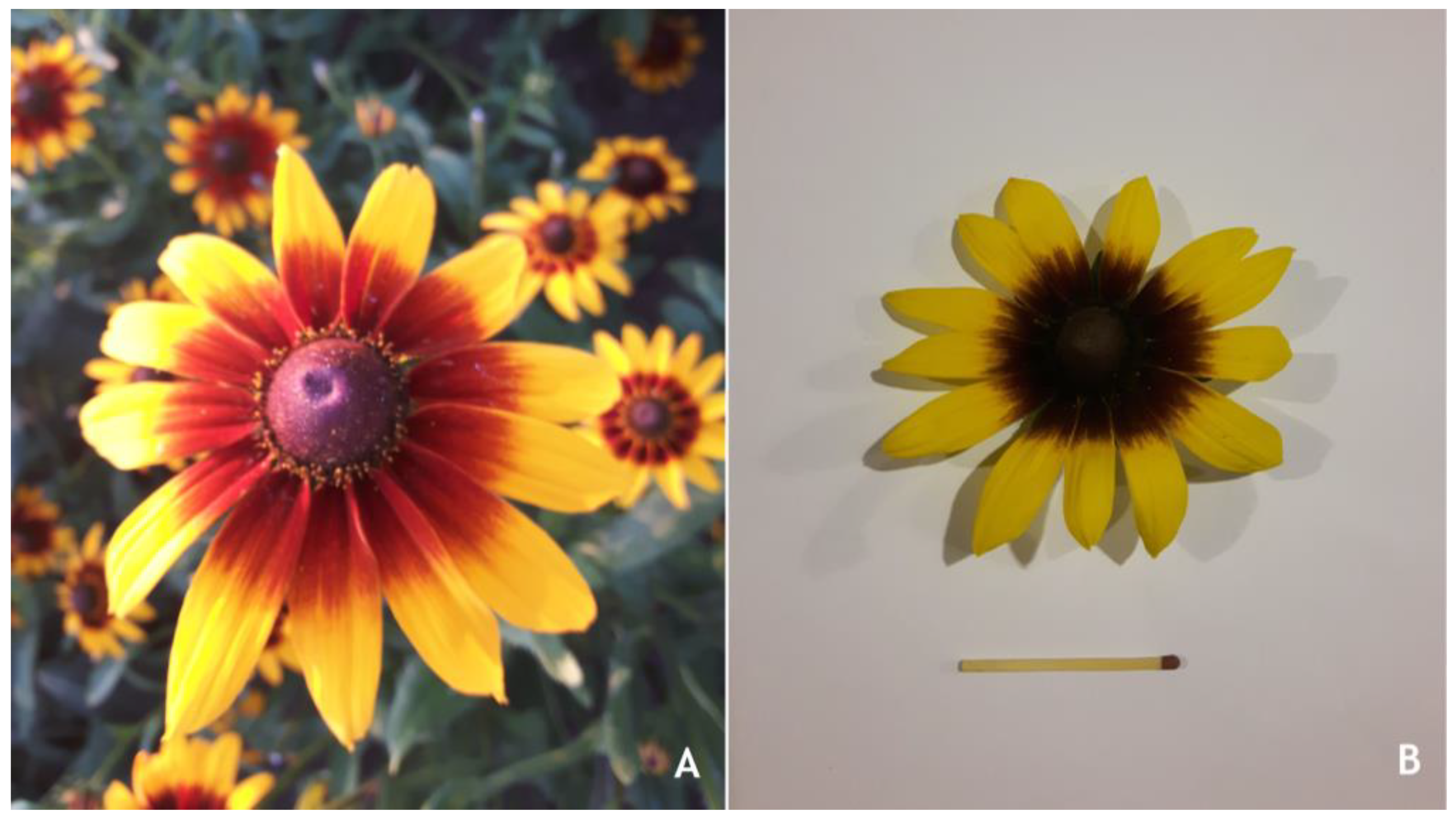 Plants 12 02871 g008 Plants 12 02871 g008