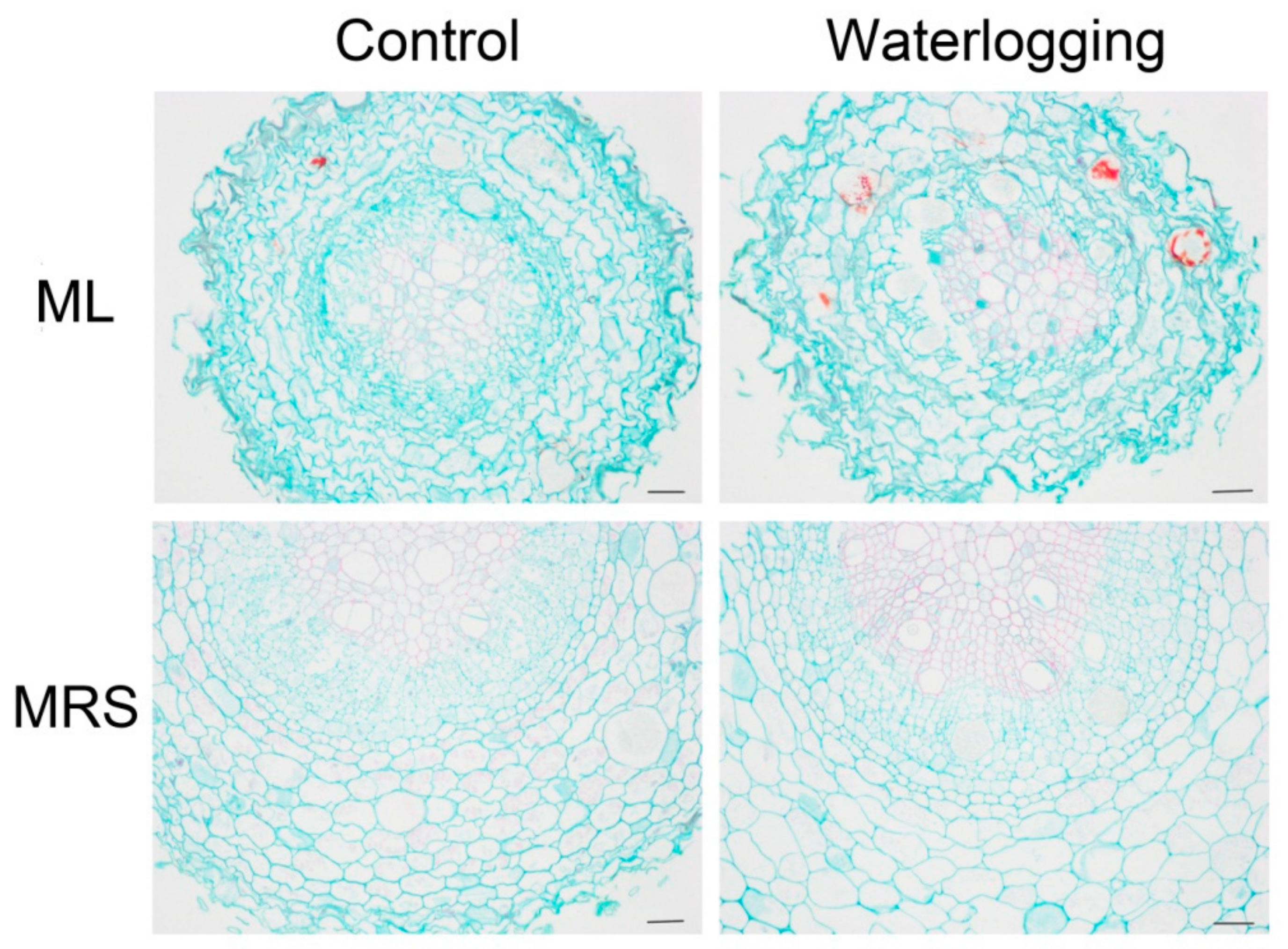 Plants 12 02872 g005 Plants 12 02872 g005