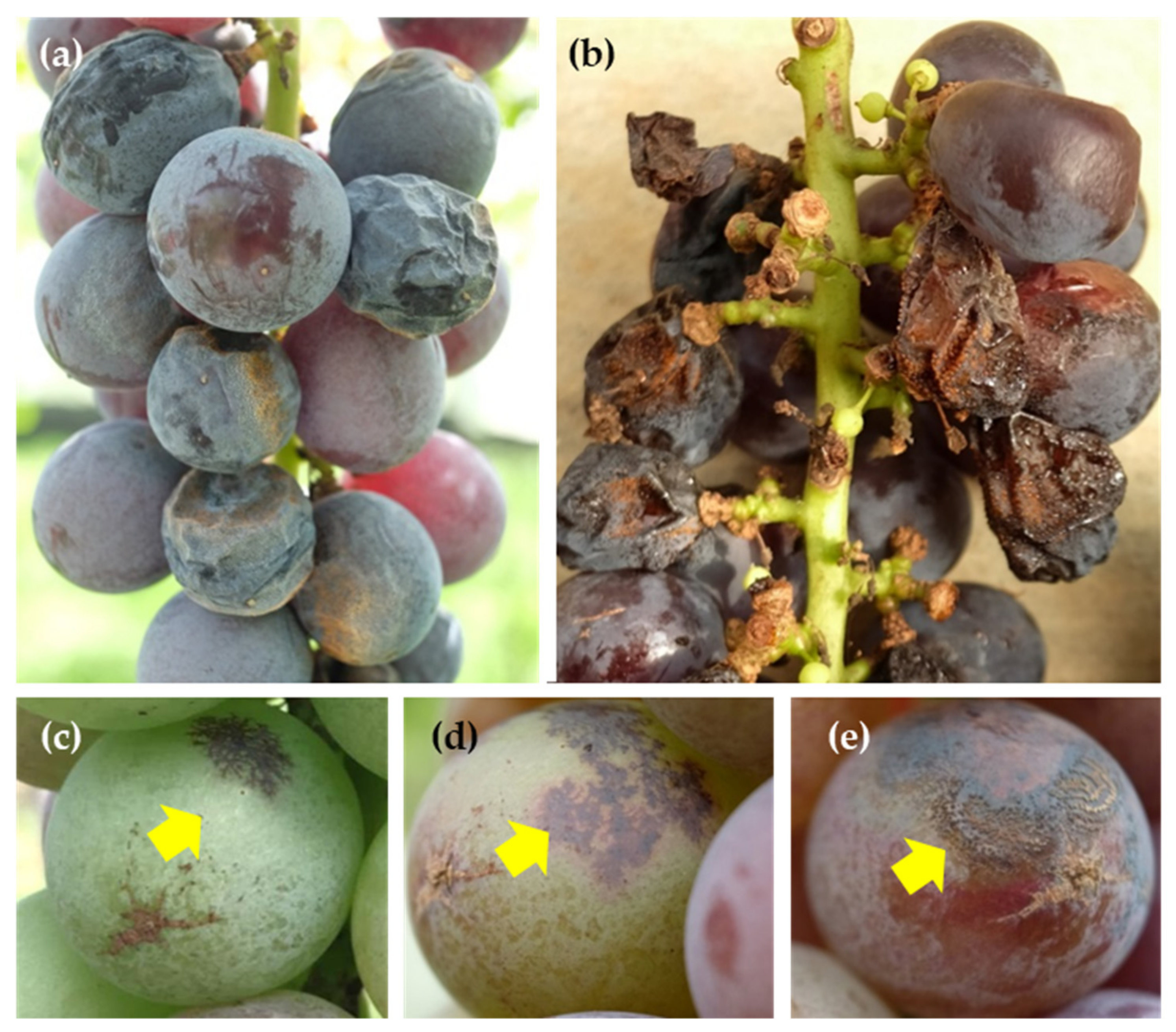 Plants 12 02873 g001 Plants 12 02873 g001