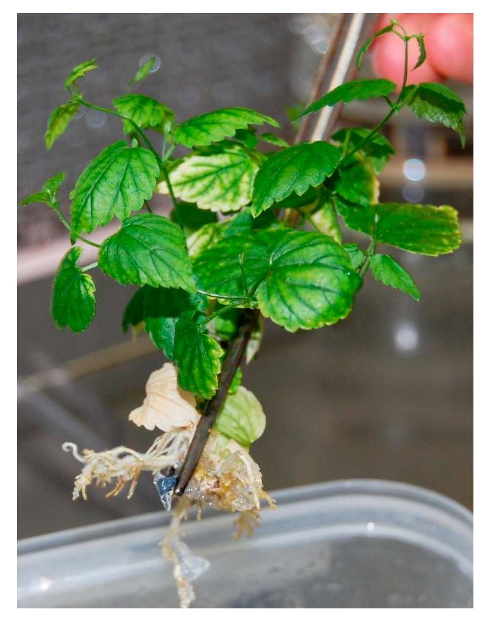 Plants 12 02877 g001 Plants 12 02877 g001