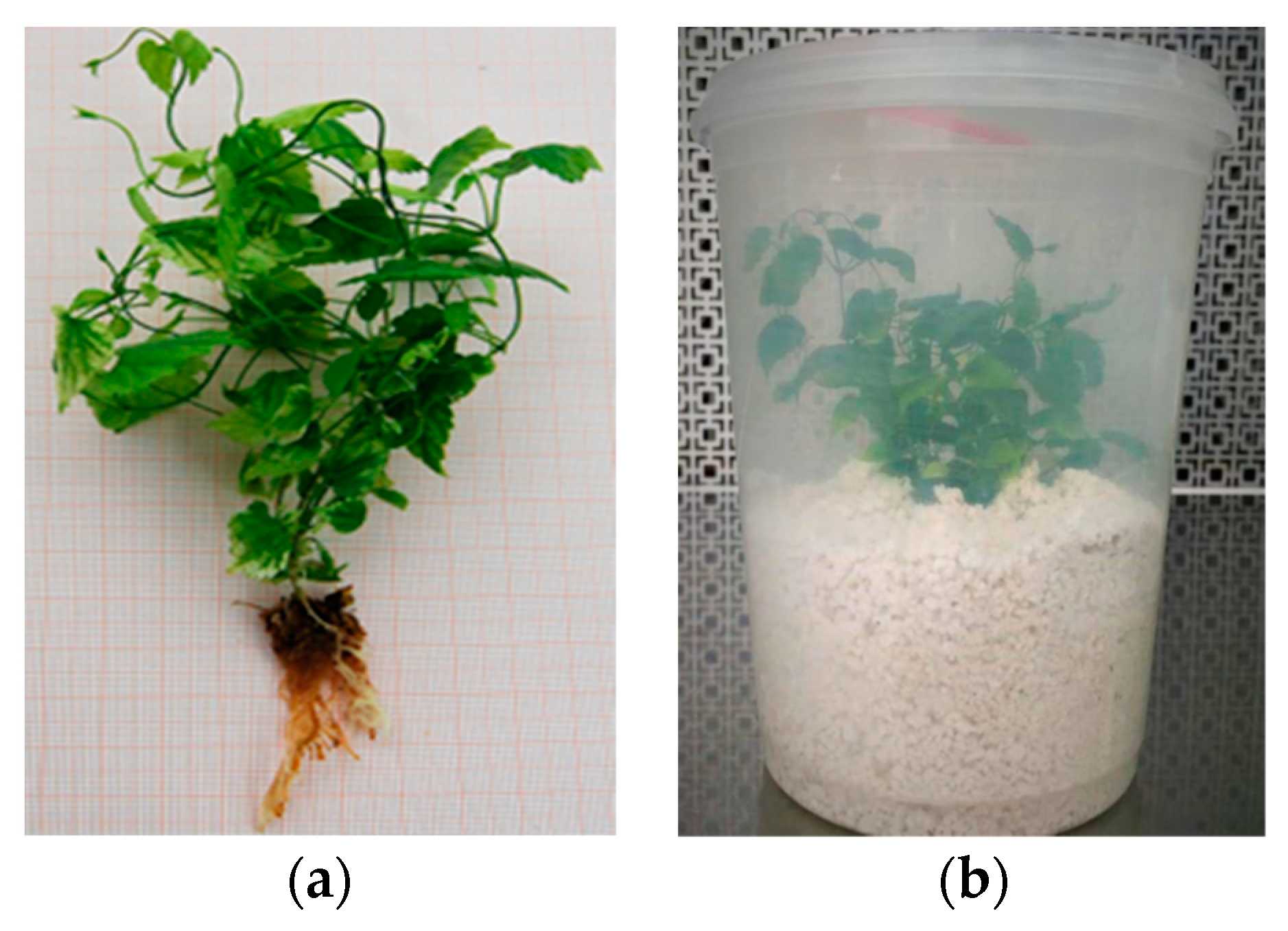 Plants 12 02877 g002 Plants 12 02877 g002