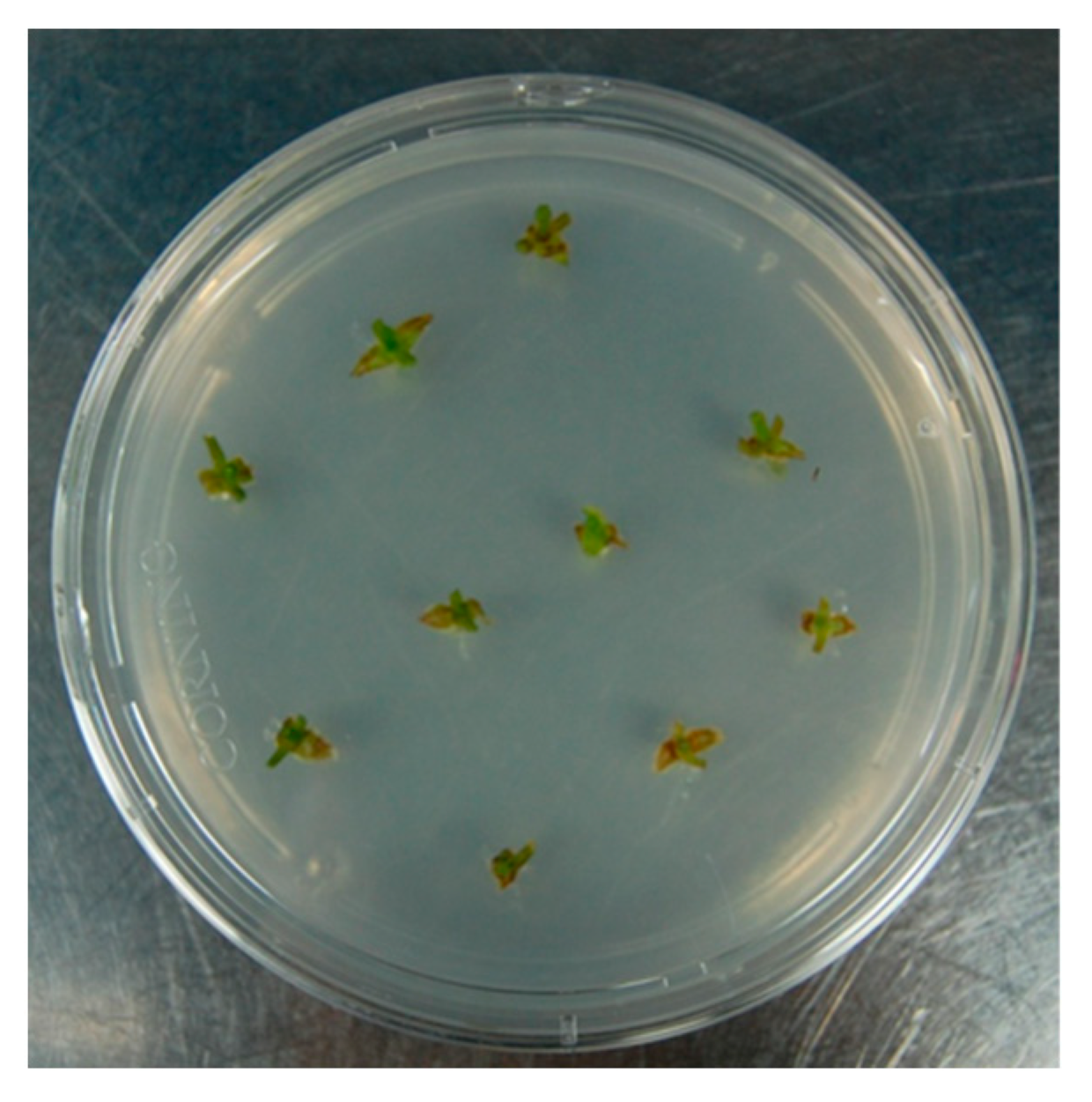 Plants 12 02877 g004 Plants 12 02877 g004