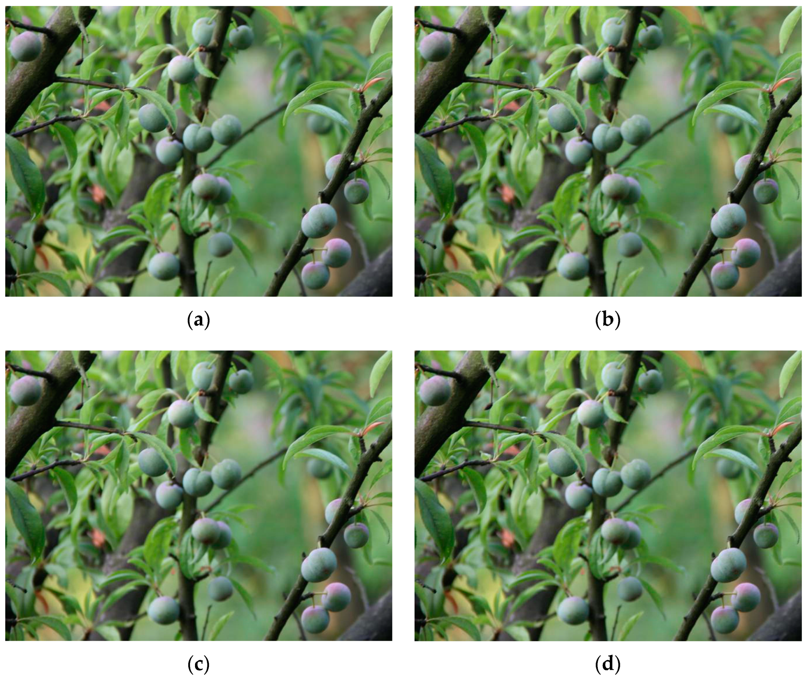 Plants 12 02883 g010 Plants 12 02883 g010