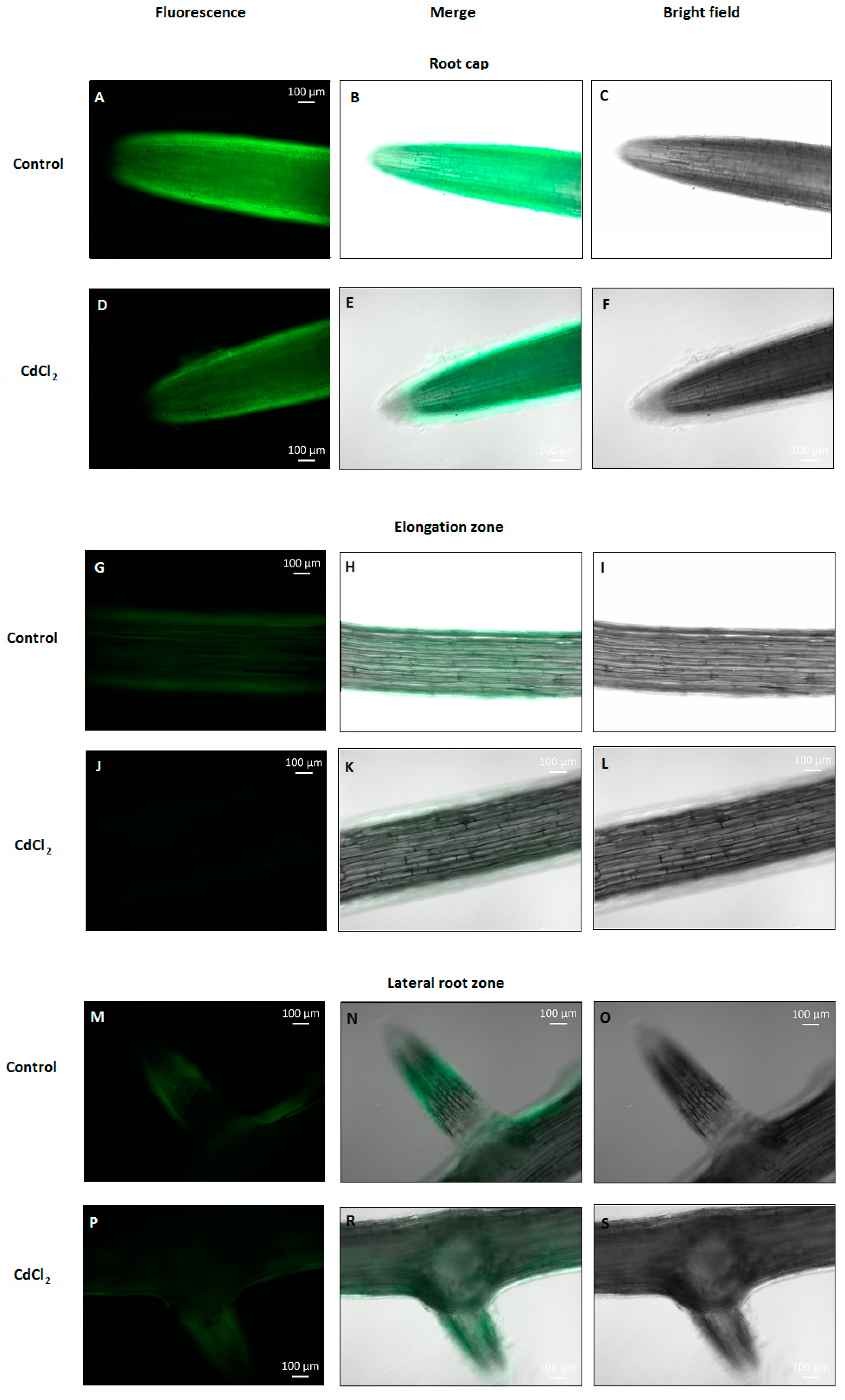 Plants 12 02884 g002 Plants 12 02884 g002