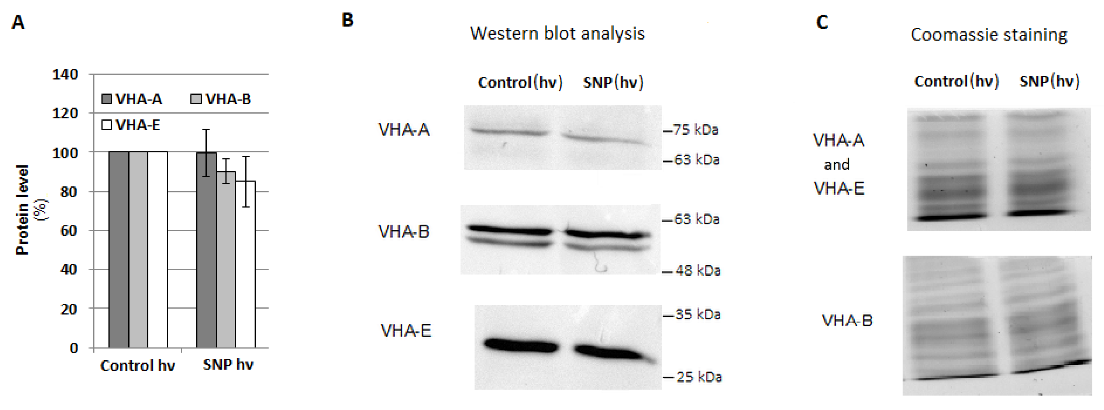 Plants 12 02884 g007 Plants 12 02884 g007