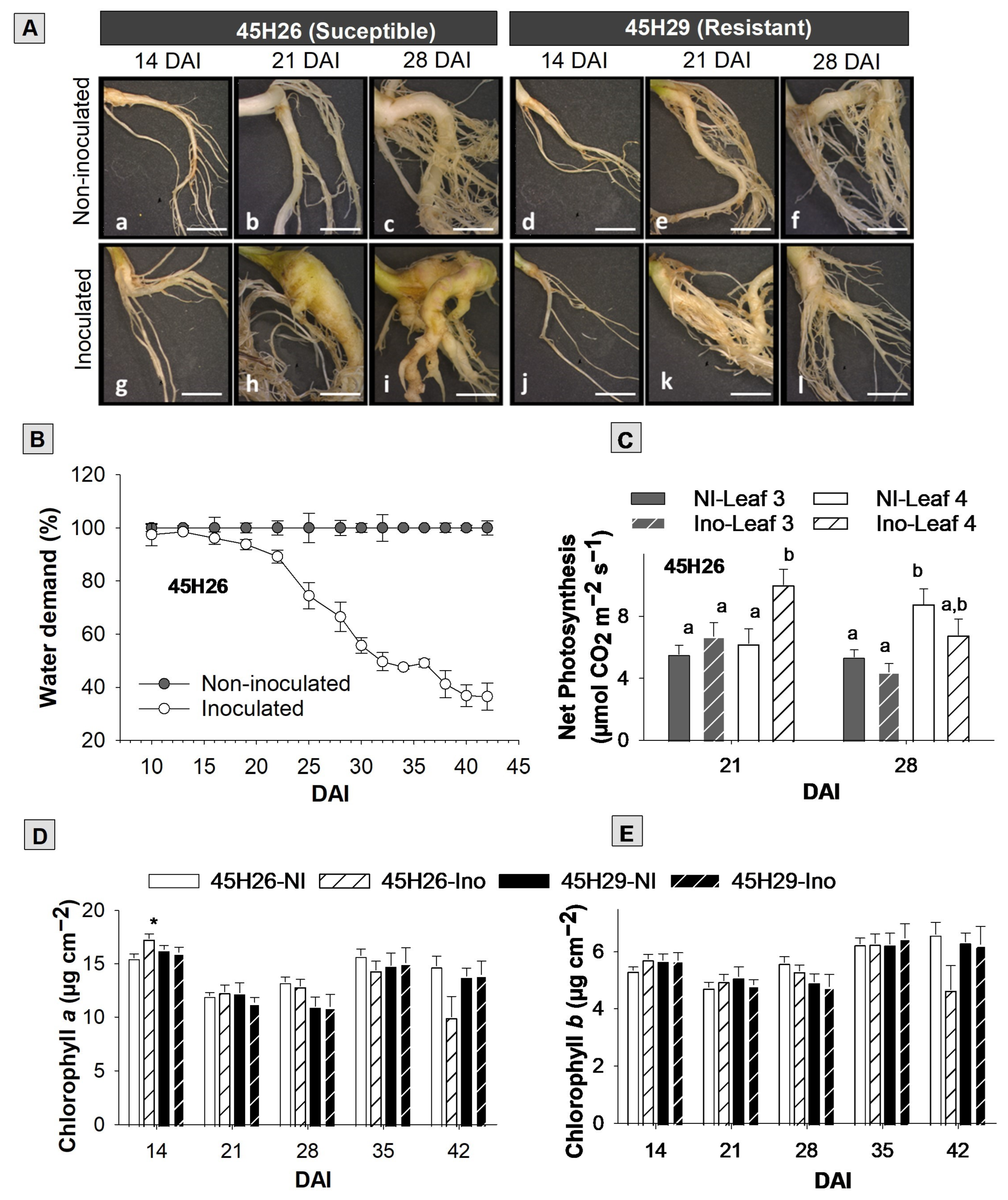 Plants 12 02899 g001