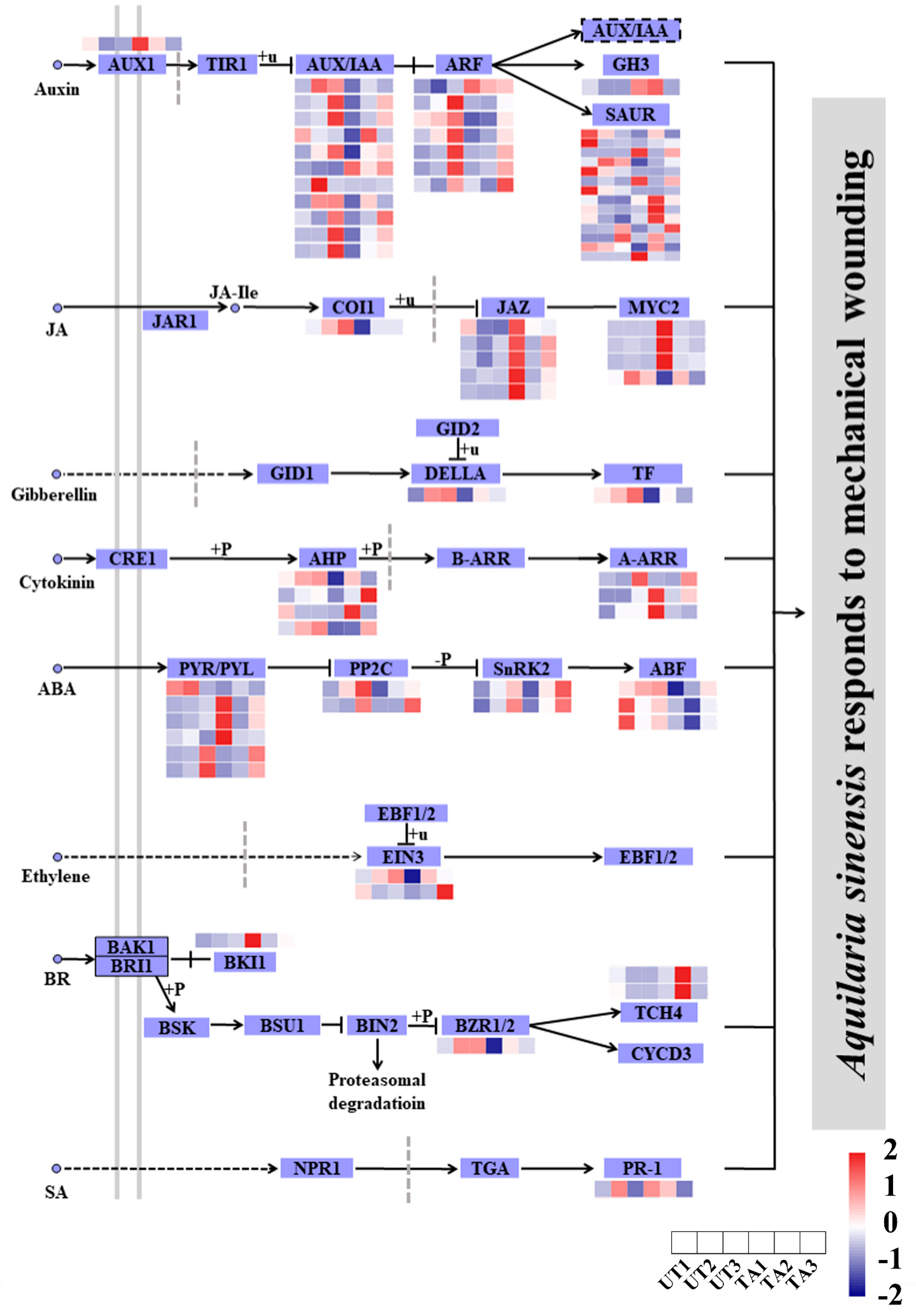 Plants 12 02901 g004 Plants 12 02901 g004