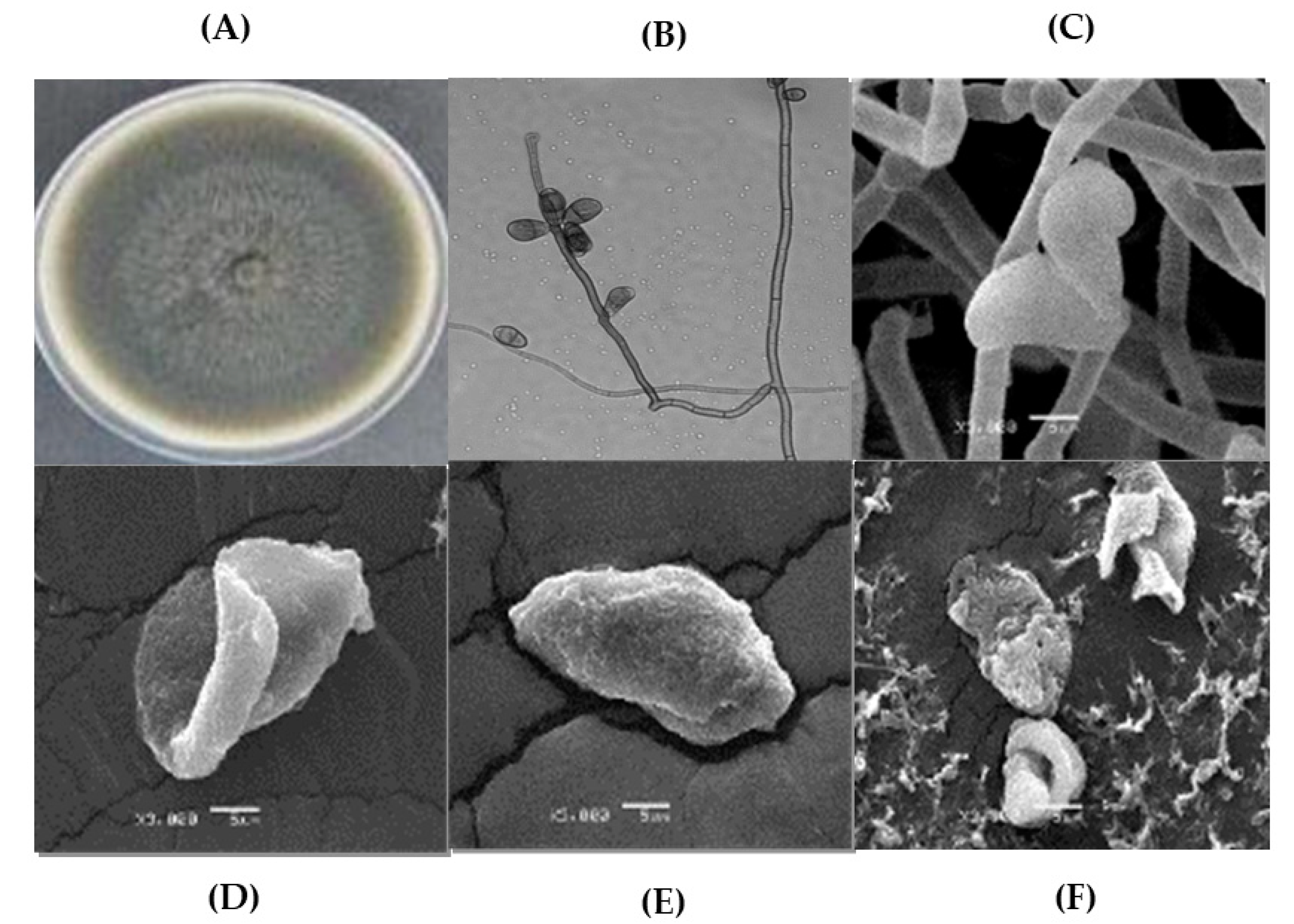 Plants 12 02908 g001 Plants 12 02908 g001