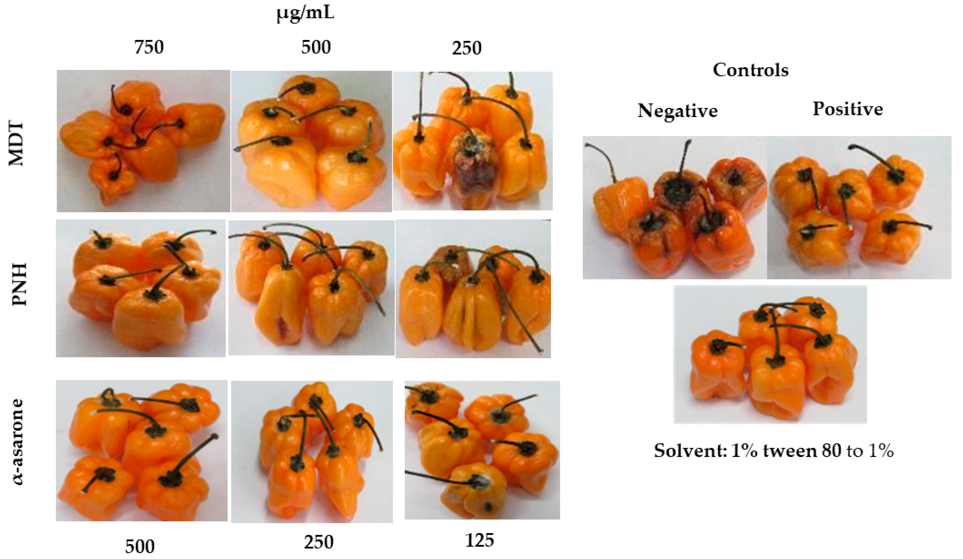 Plants 12 02908 g002 Plants 12 02908 g002