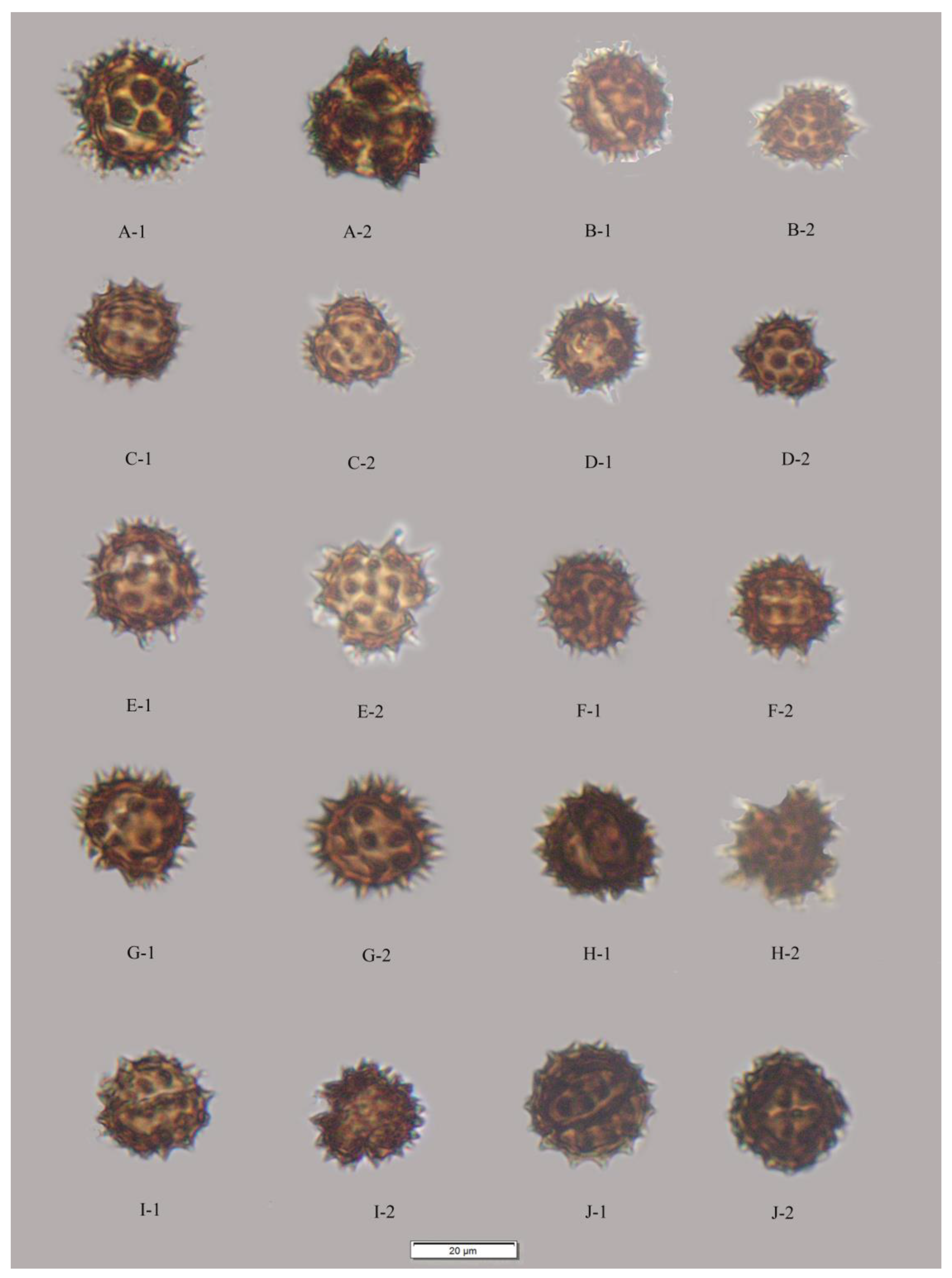 Plants 12 02909 g001 Plants 12 02909 g001