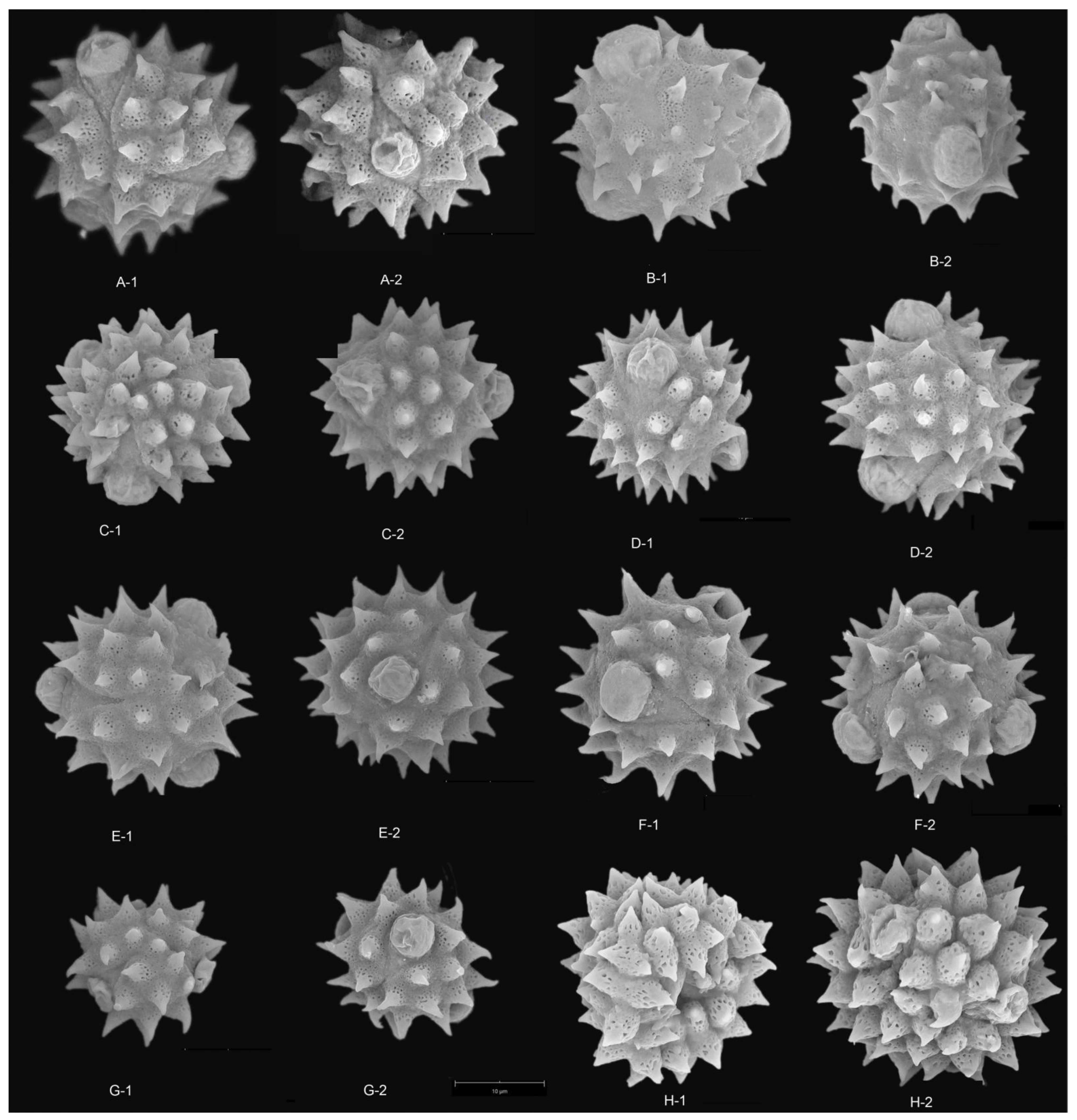 Plants 12 02909 g003 Plants 12 02909 g003