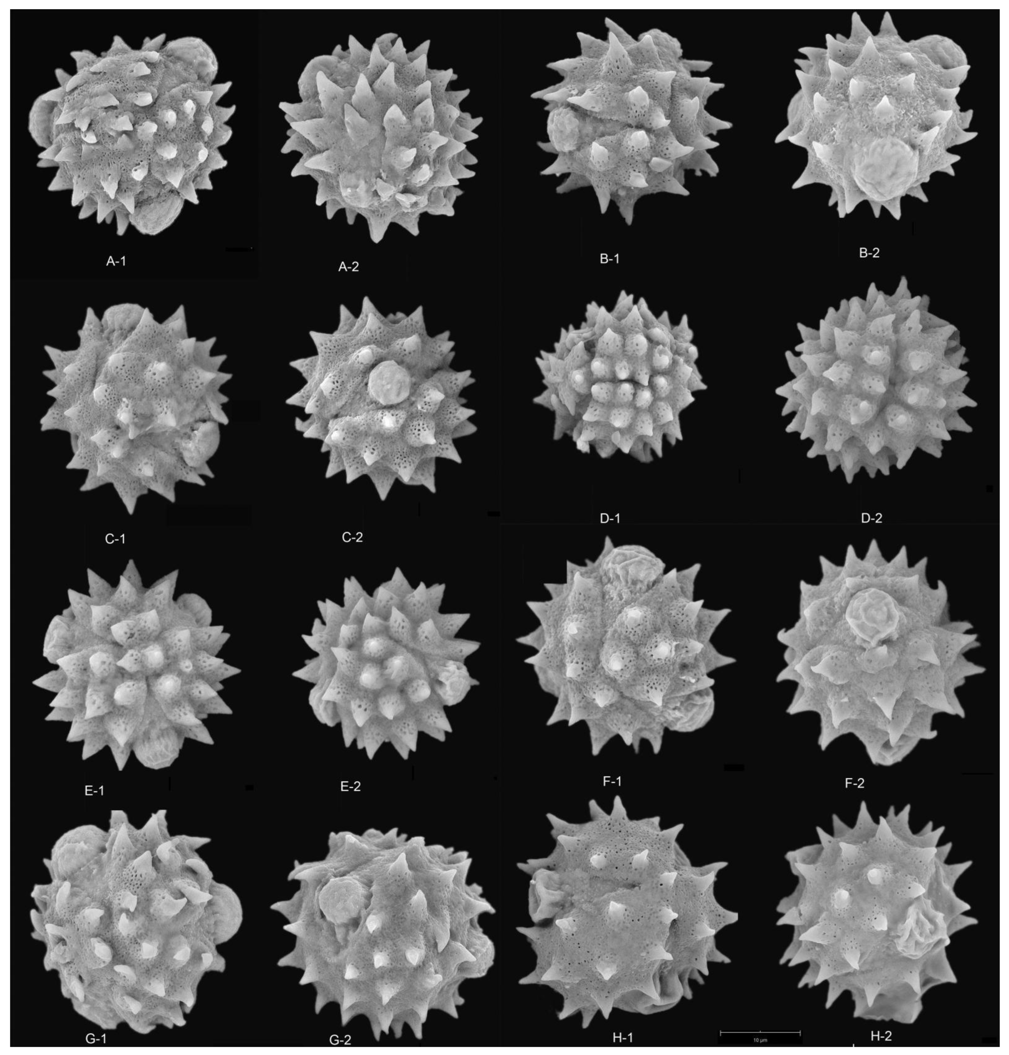 Plants 12 02909 g004 Plants 12 02909 g004