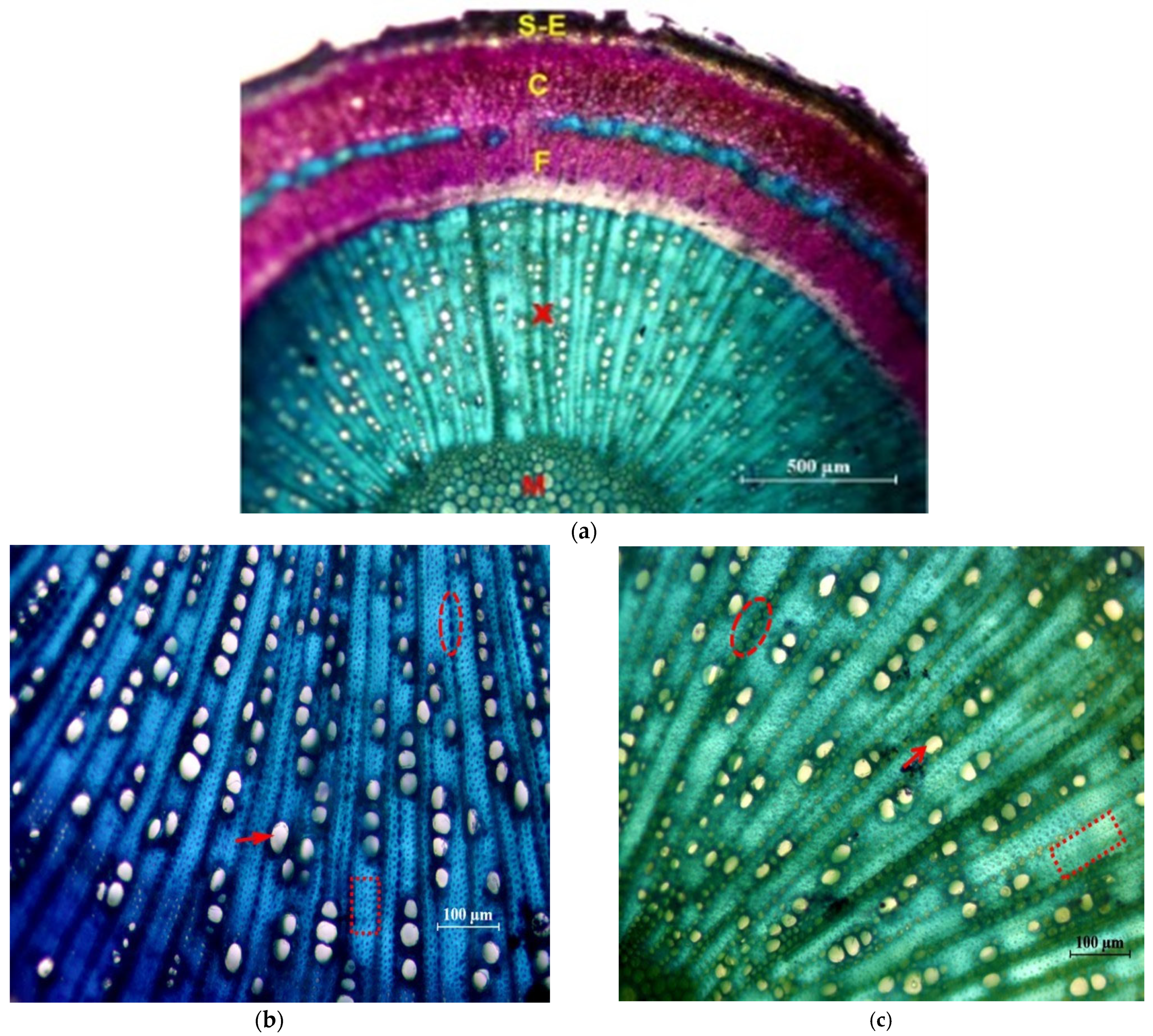 Plants 12 02910 g005 Plants 12 02910 g005