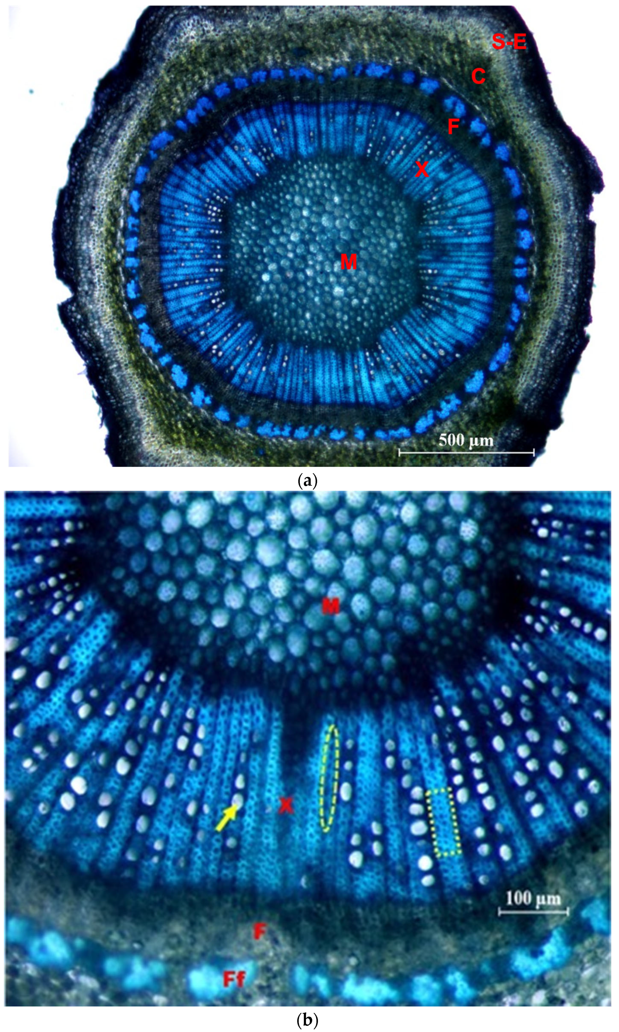 Plants 12 02910 g008 Plants 12 02910 g008