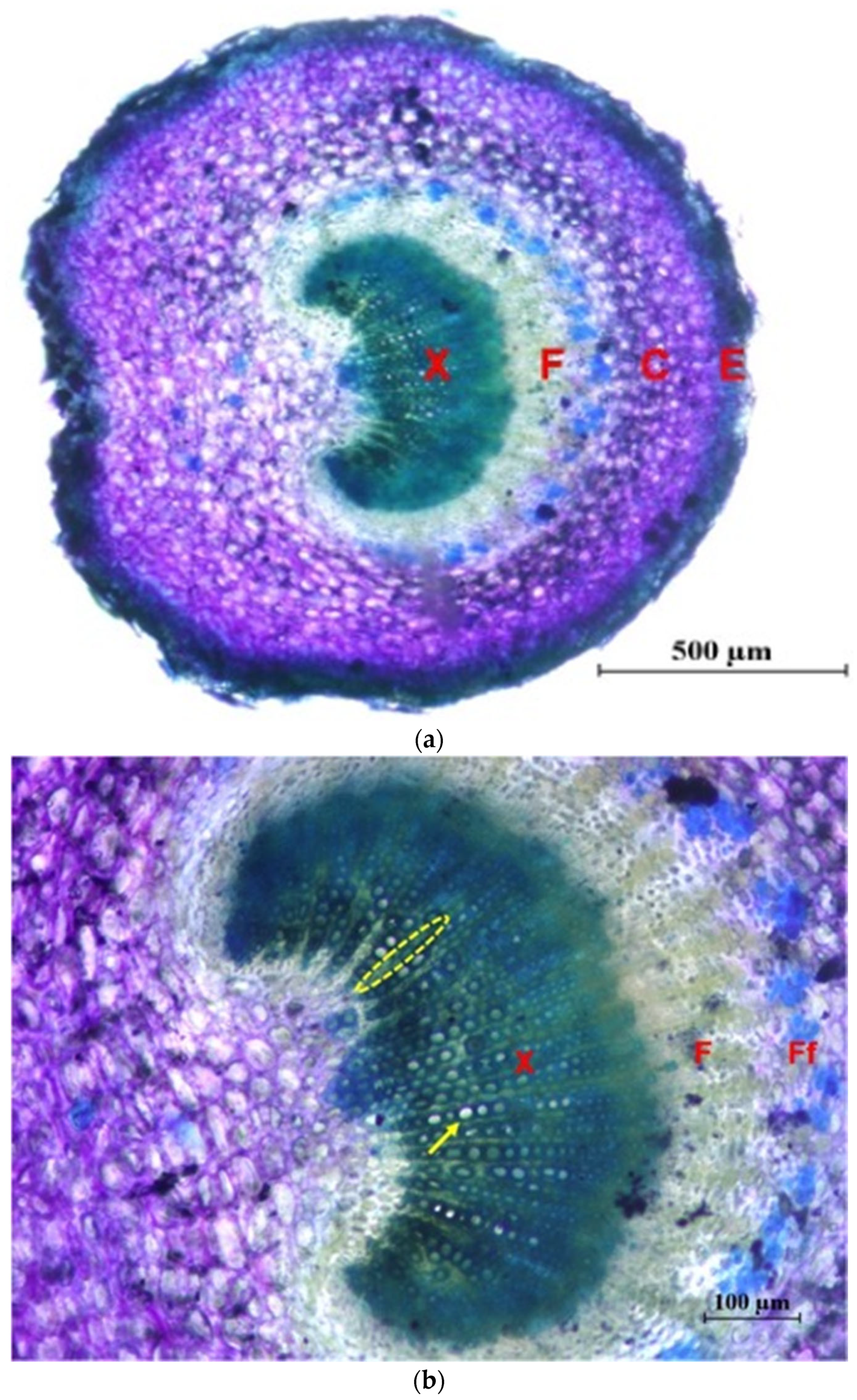 Plants 12 02910 g011 Plants 12 02910 g011
