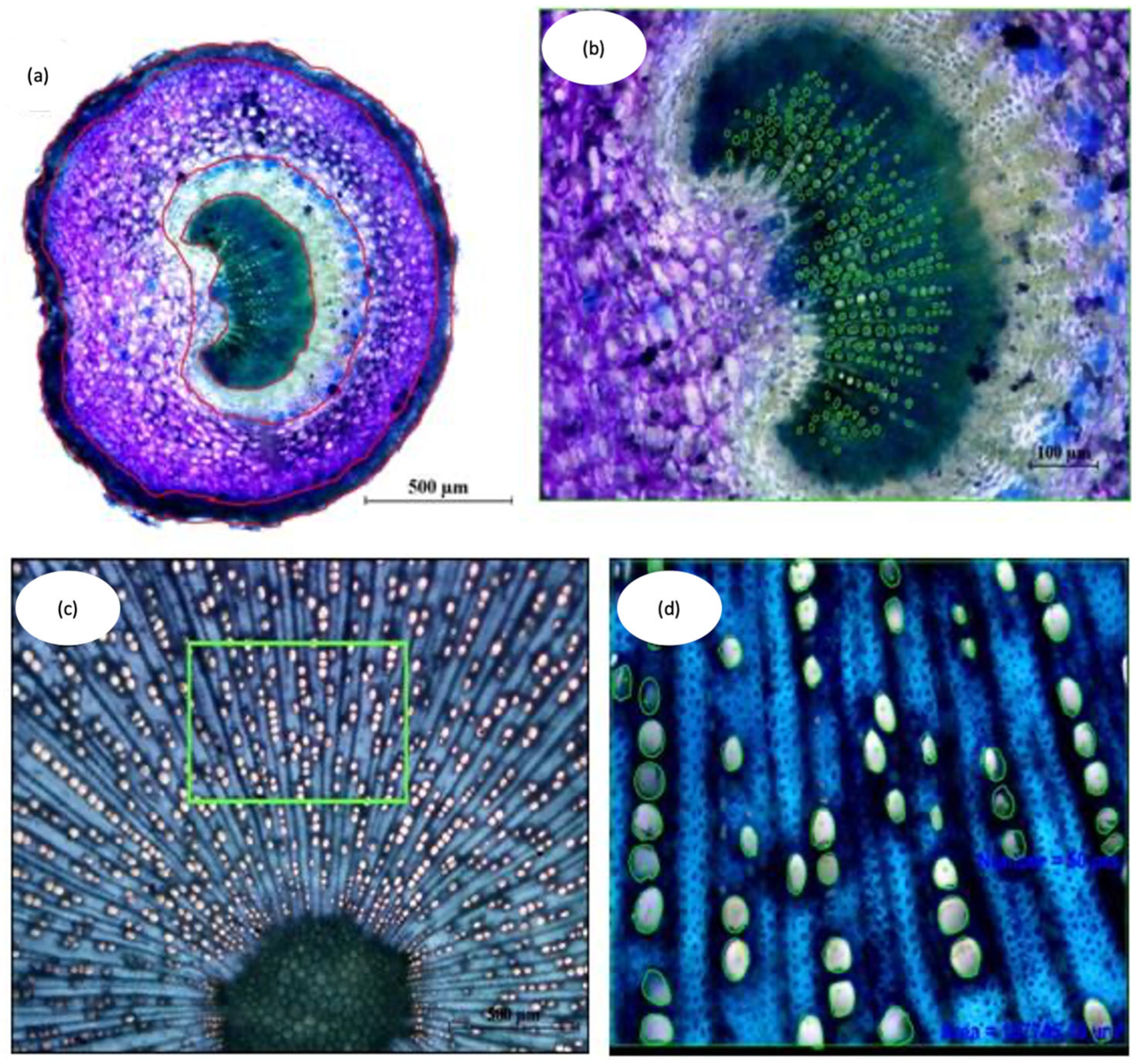 Plants 12 02910 g012 Plants 12 02910 g012