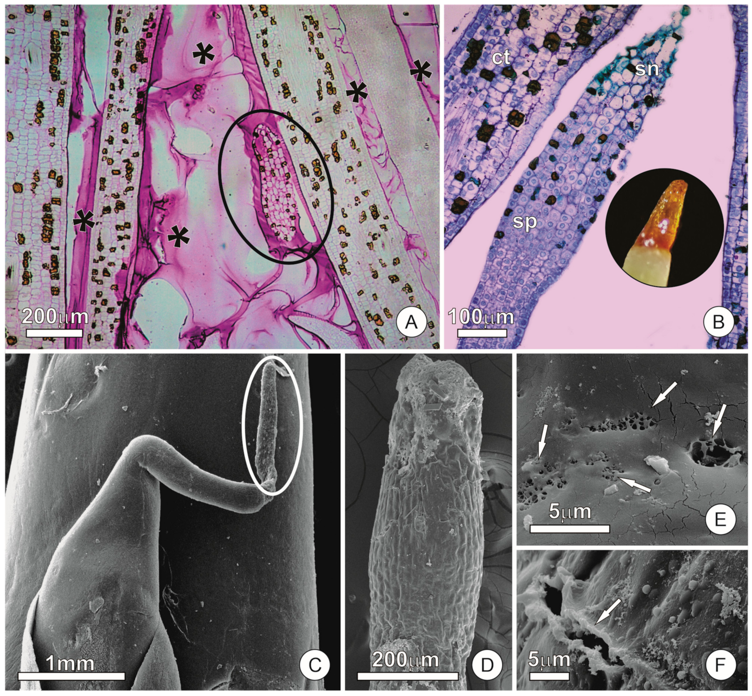 Plants 12 02912 g001 Plants 12 02912 g001