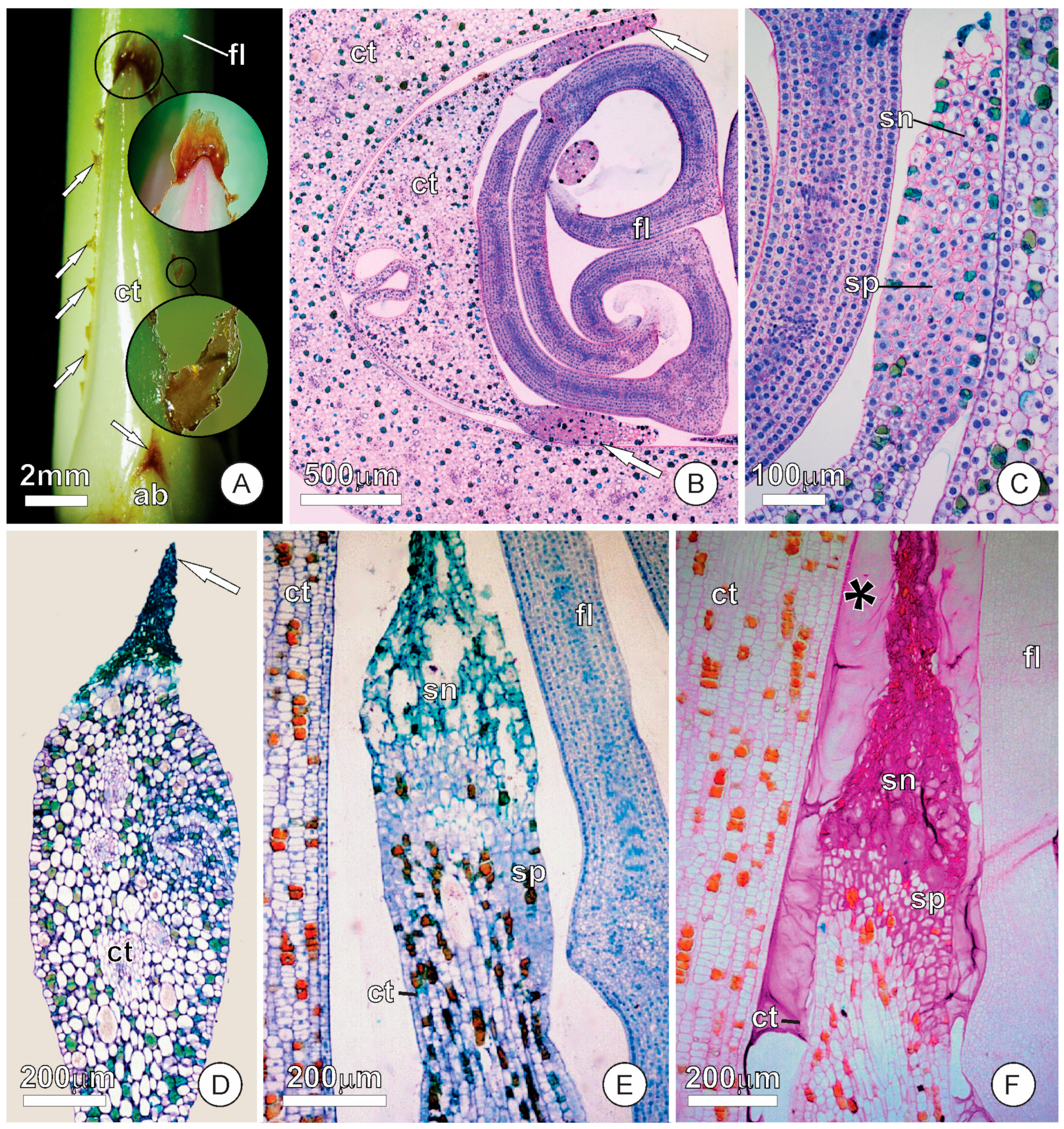 Plants 12 02912 g002 Plants 12 02912 g002