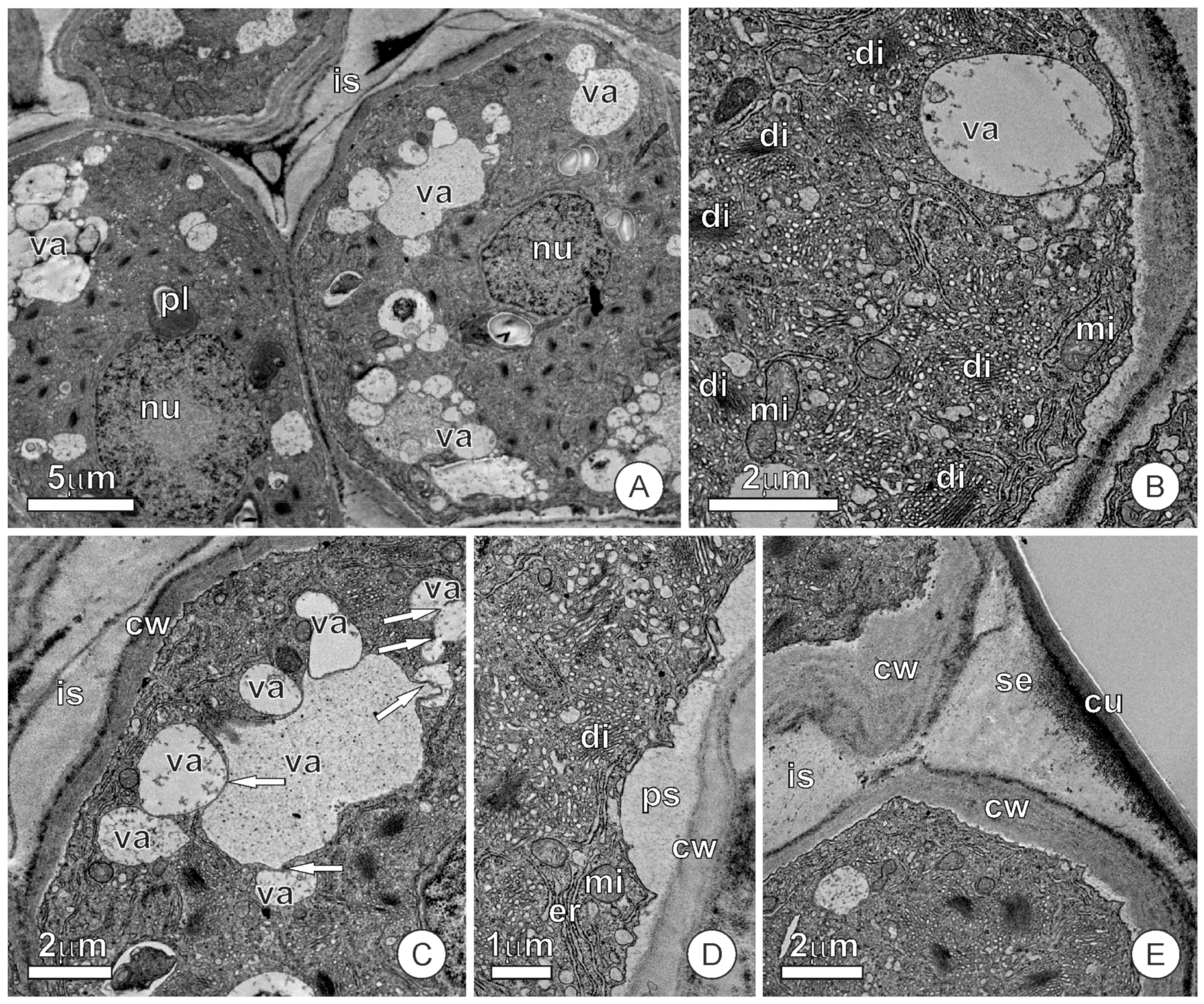 Plants 12 02912 g003 Plants 12 02912 g003