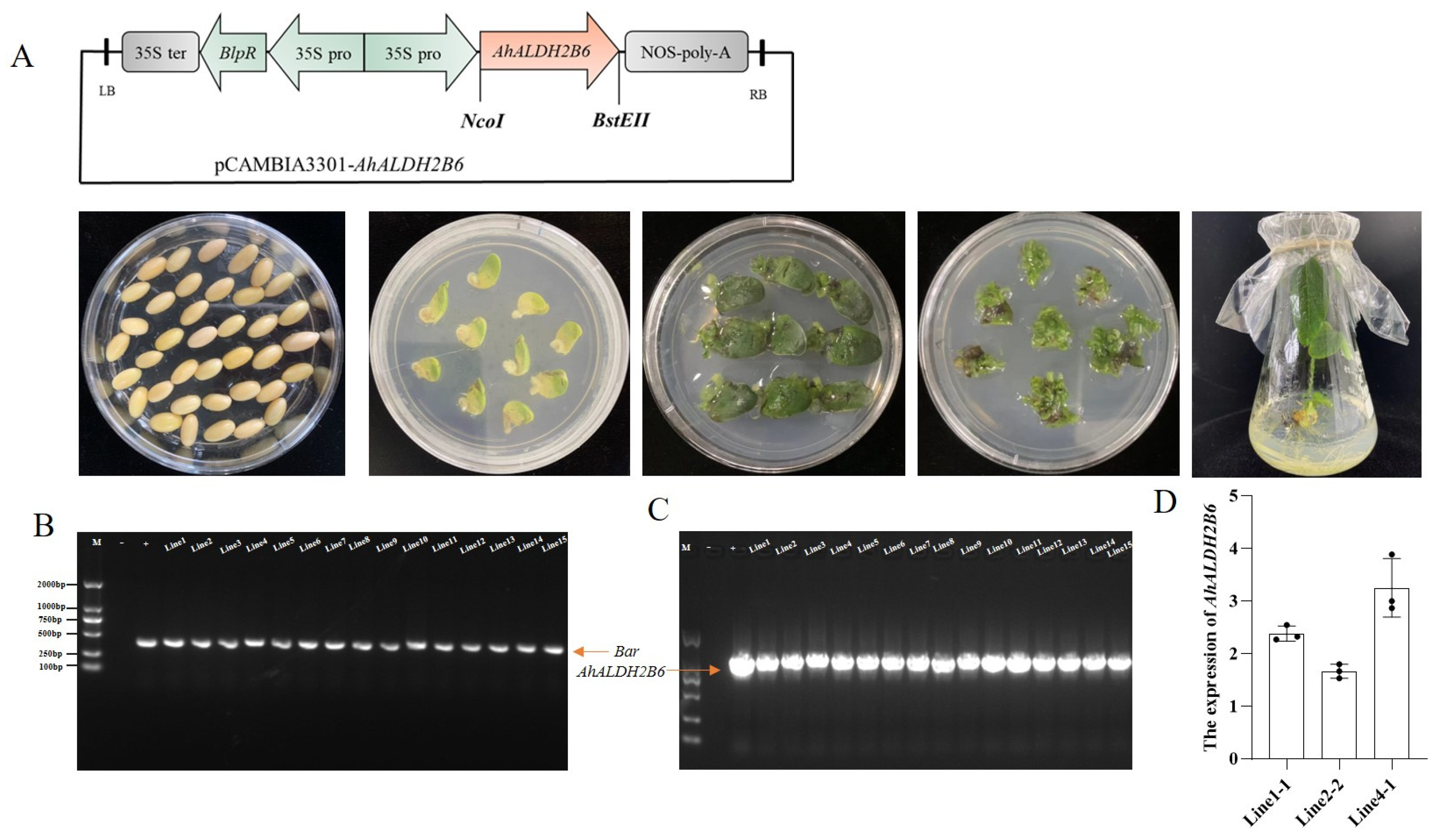 Plants 12 02928 g002 Plants 12 02928 g002