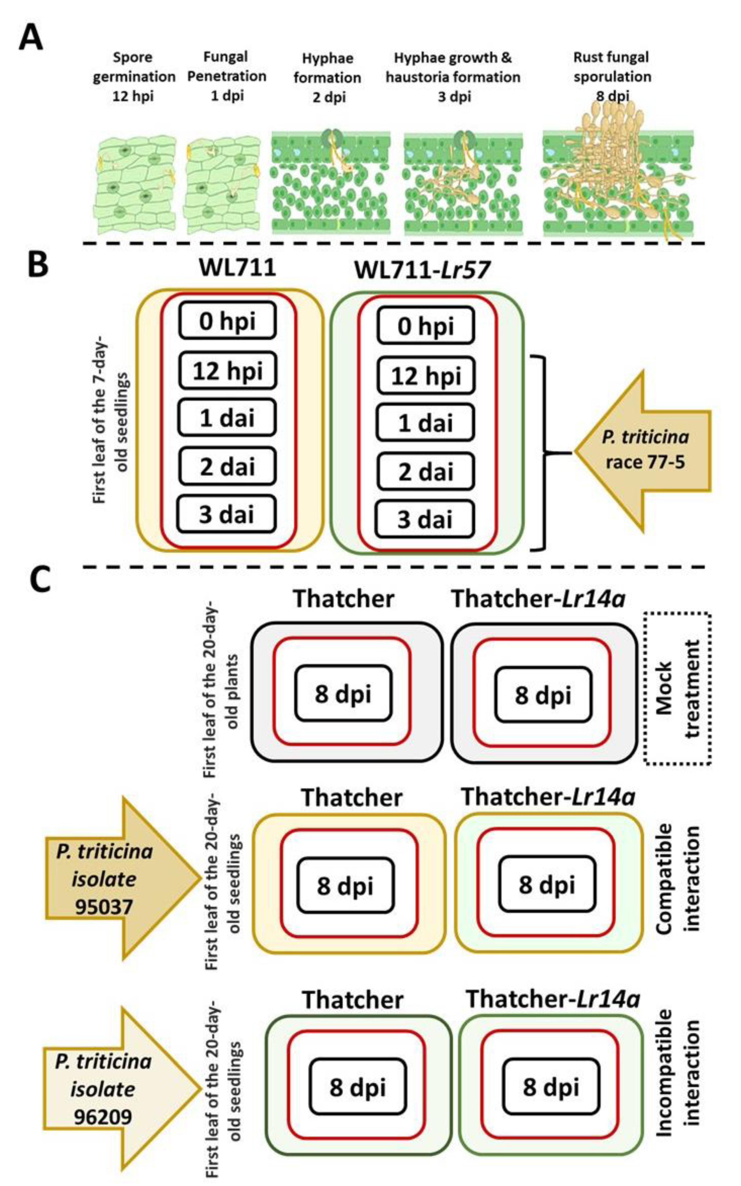 Plants 12 02932 g003 Plants 12 02932 g003