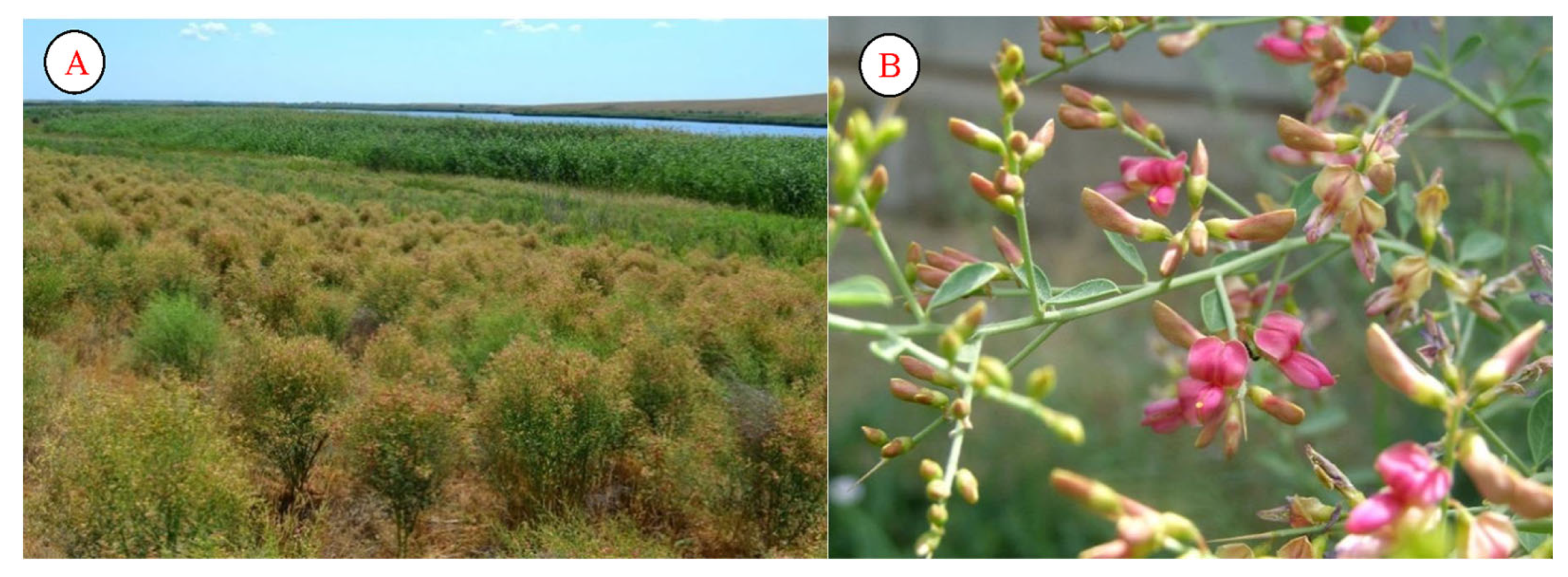 Plants 12 02950 g004