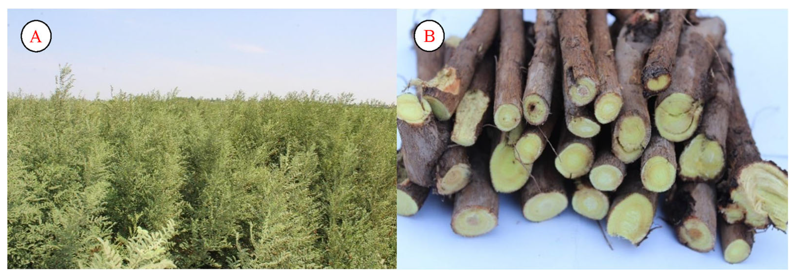 Plants 12 02950 g005