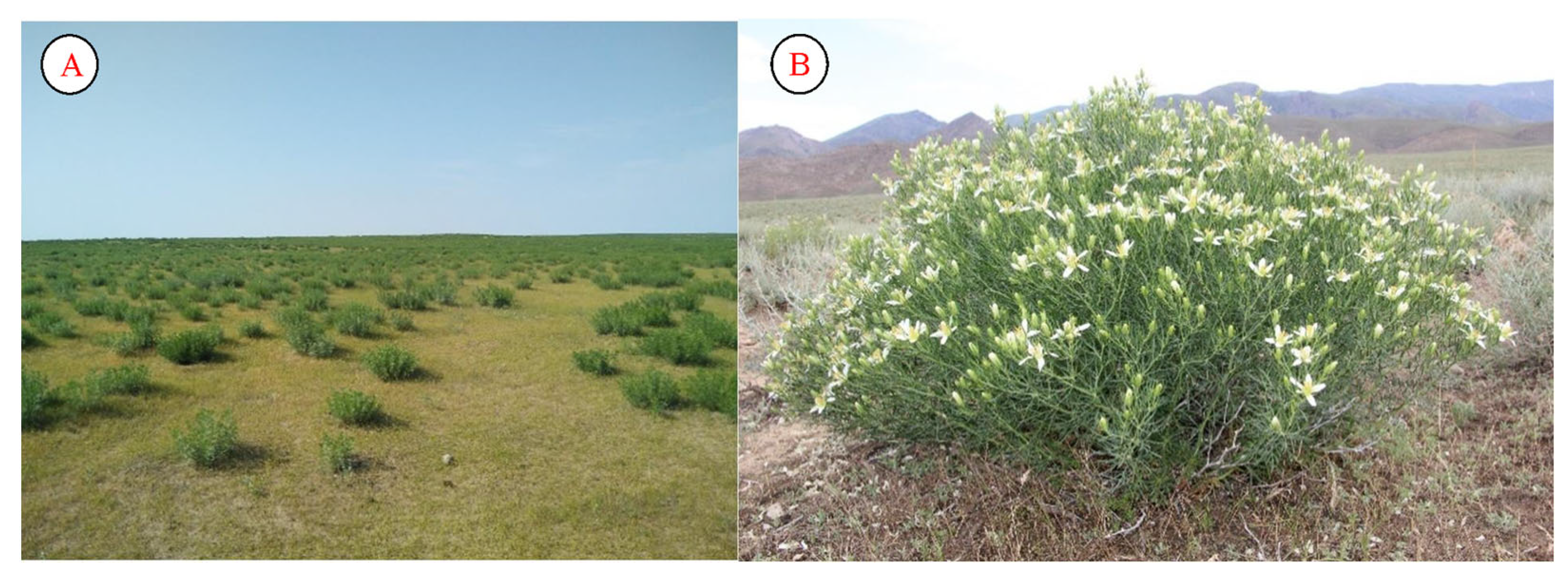 Plants 12 02950 g006