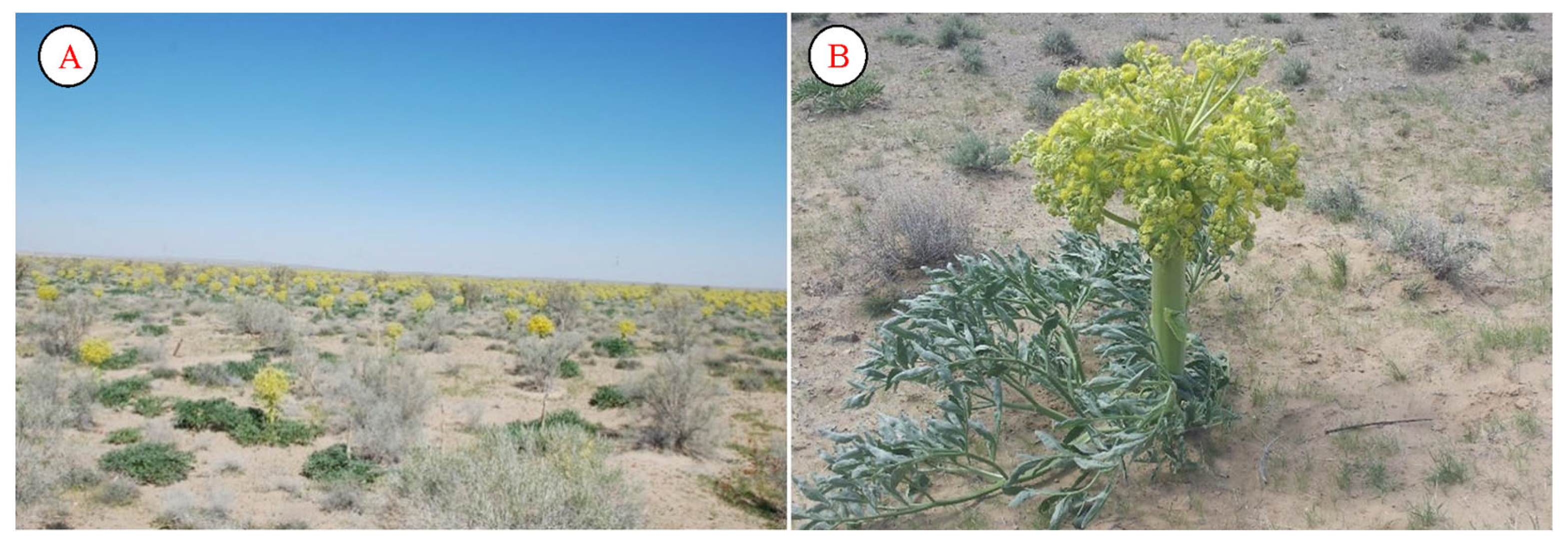 Plants 12 02950 g007