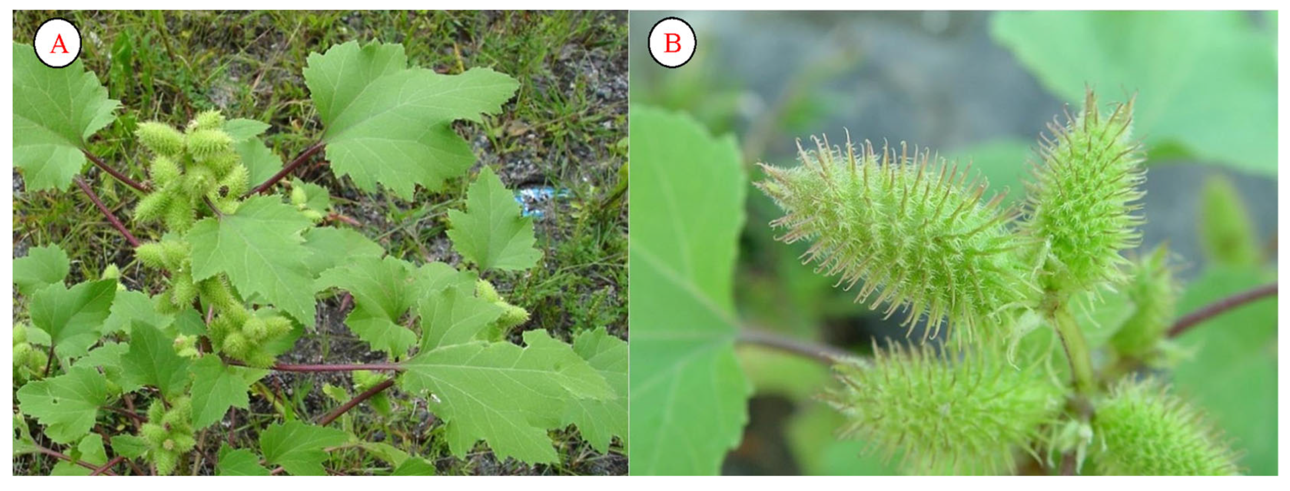 Plants 12 02950 g009