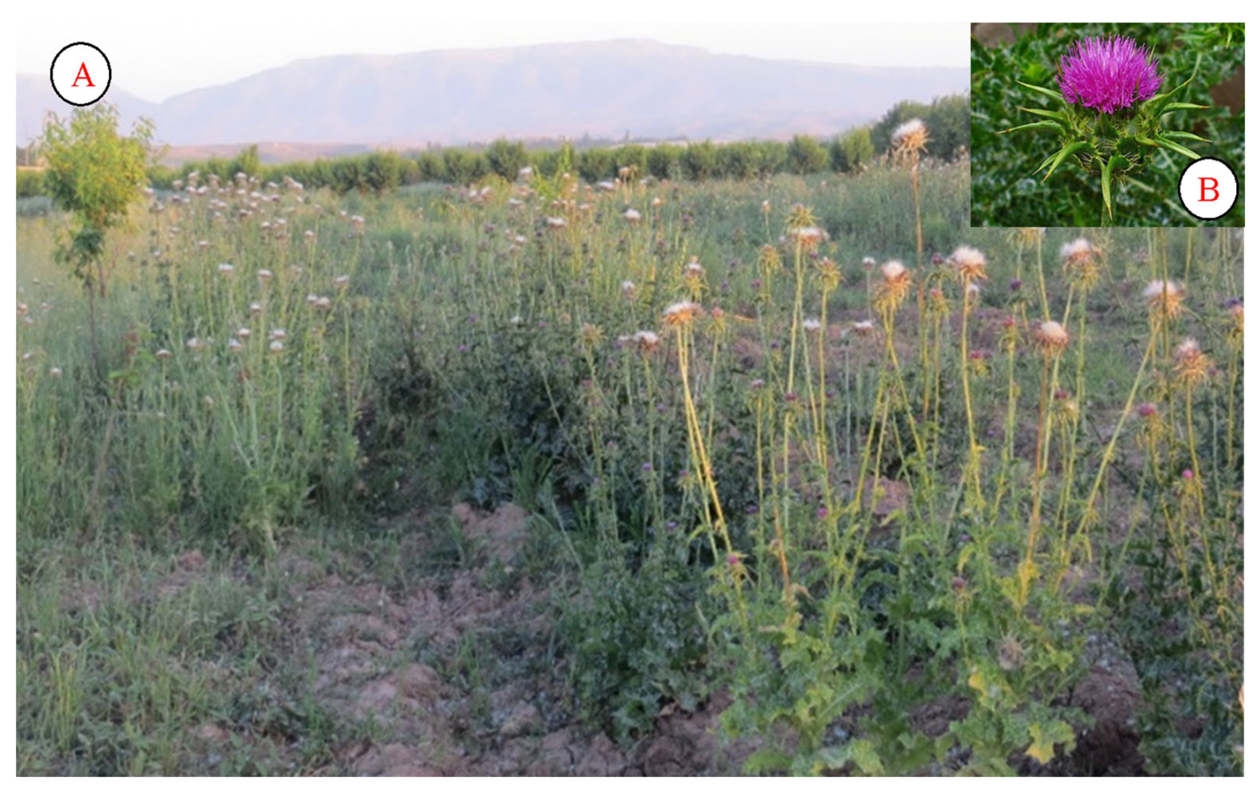 Plants 12 02950 g010