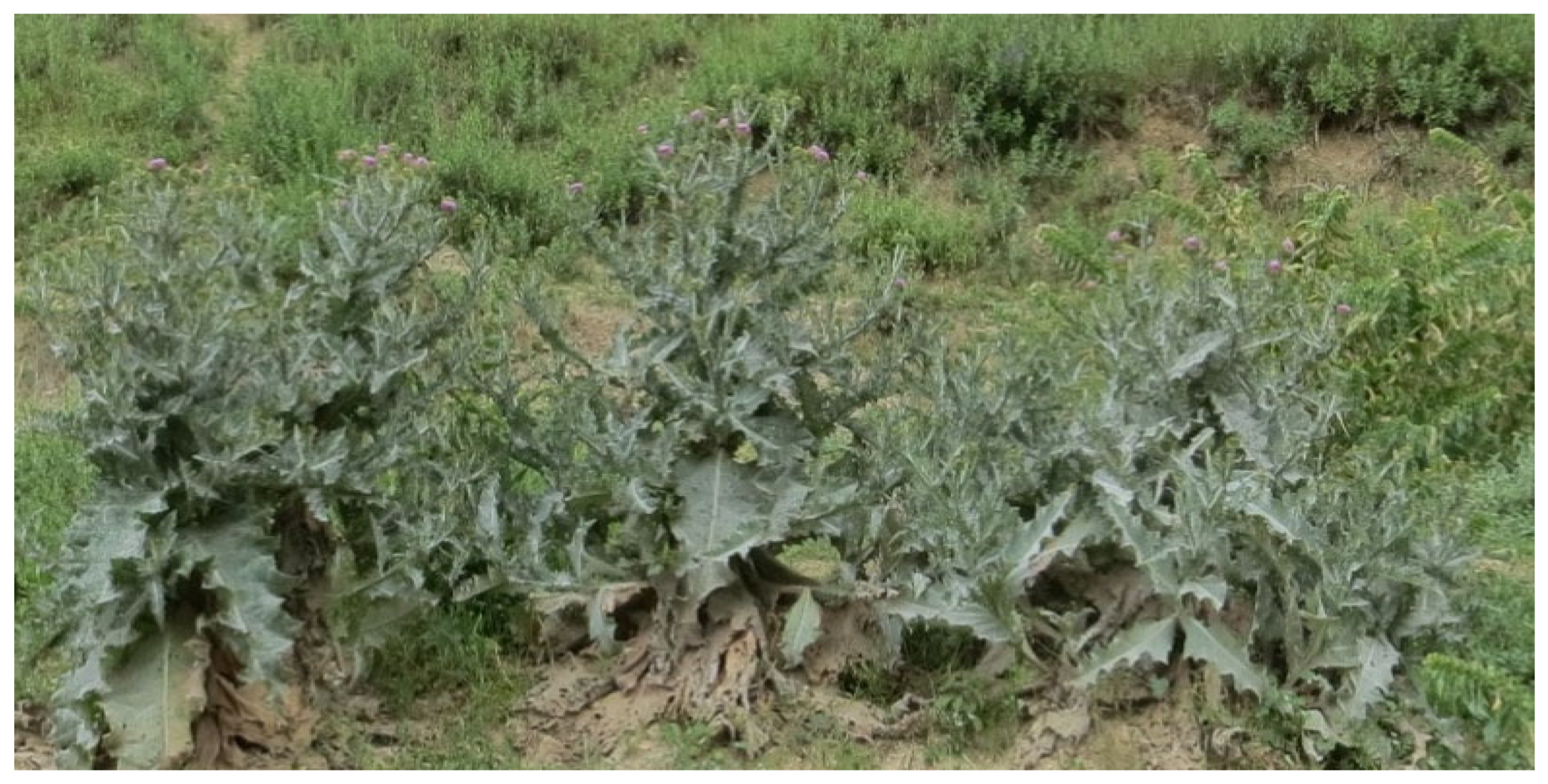 Plants 12 02950 g011