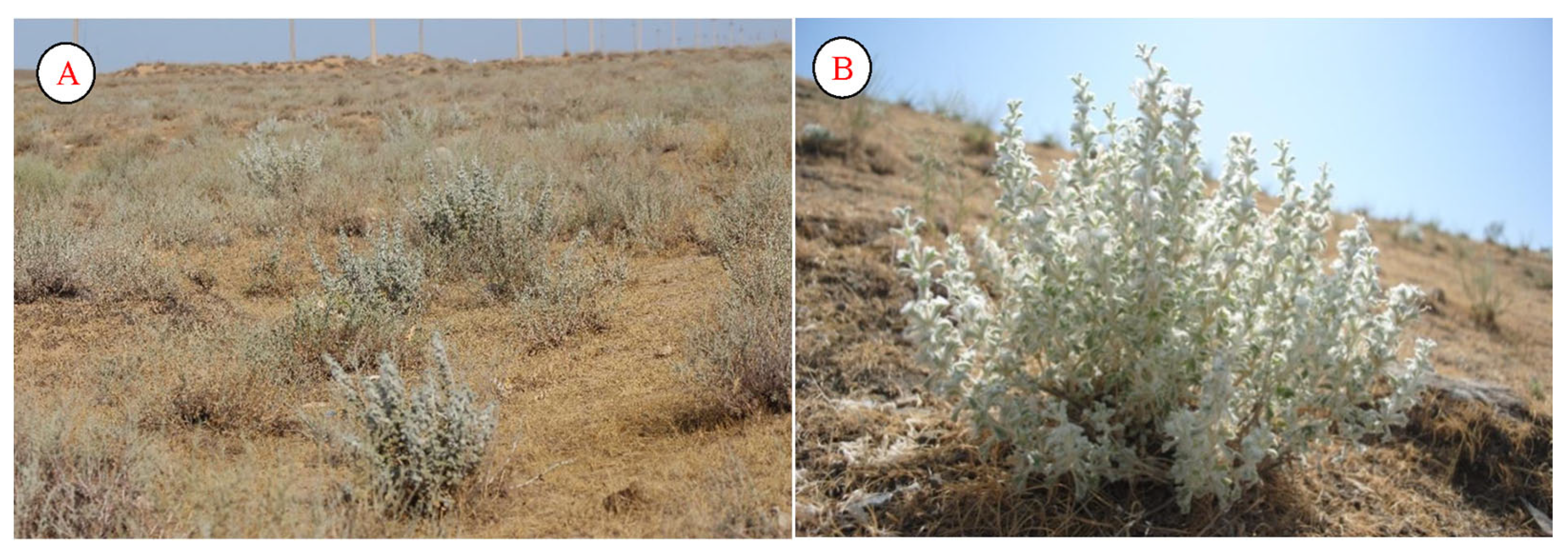 Plants 12 02950 g012