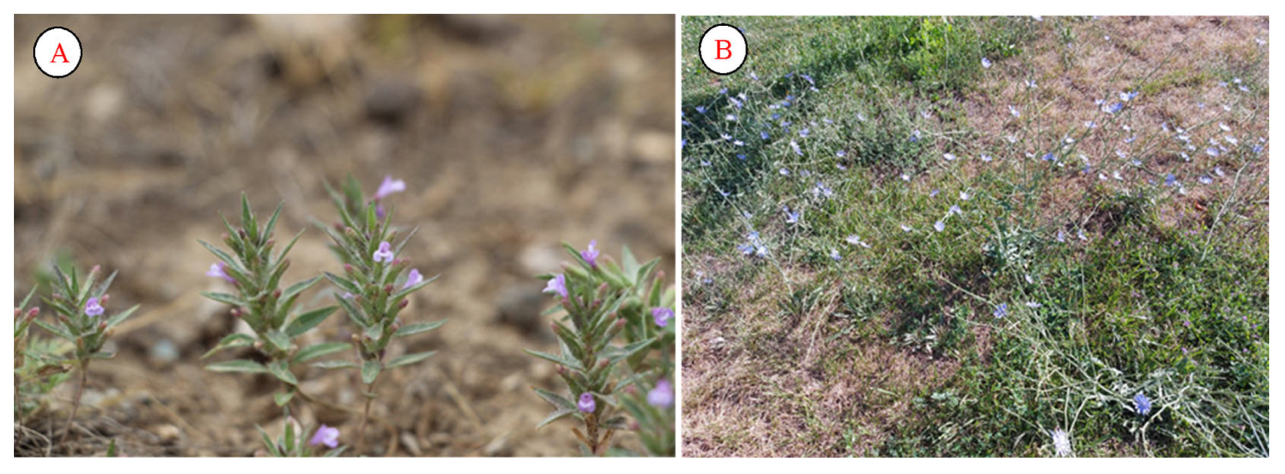 Plants 12 02950 g013