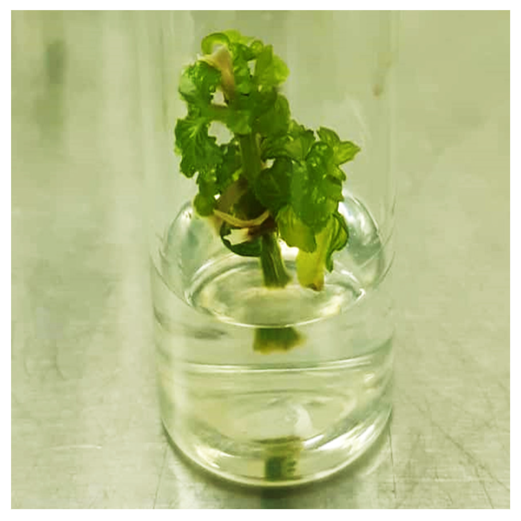 Plants 12 02953 g002