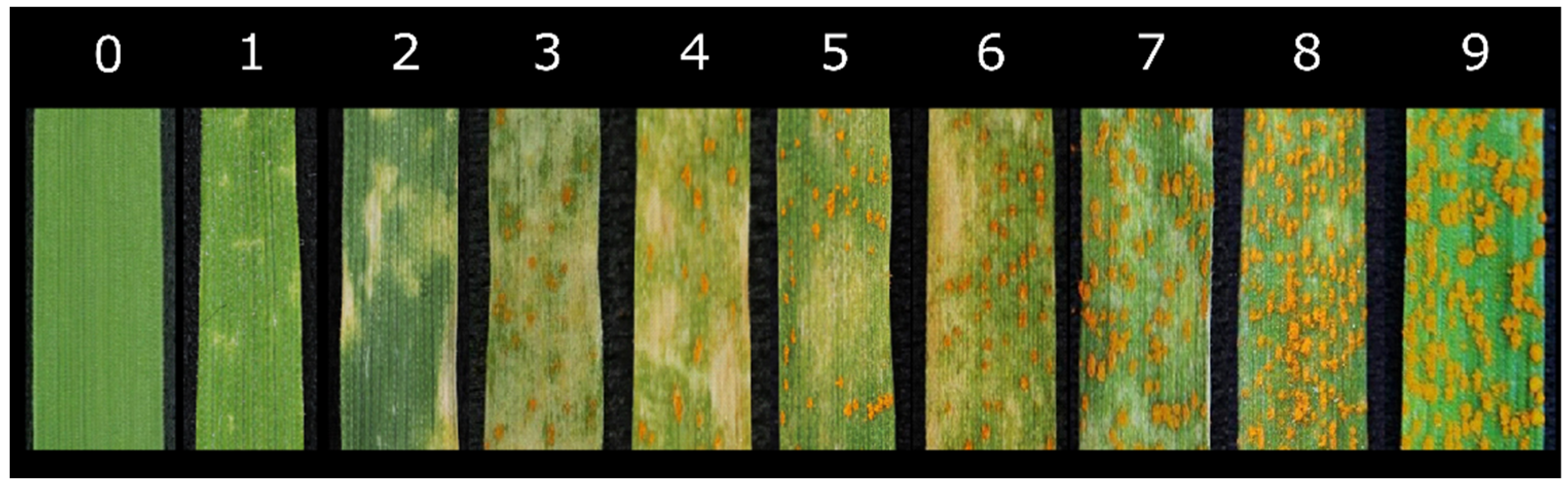 Plants 12 02954 g006 Plants 12 02954 g006