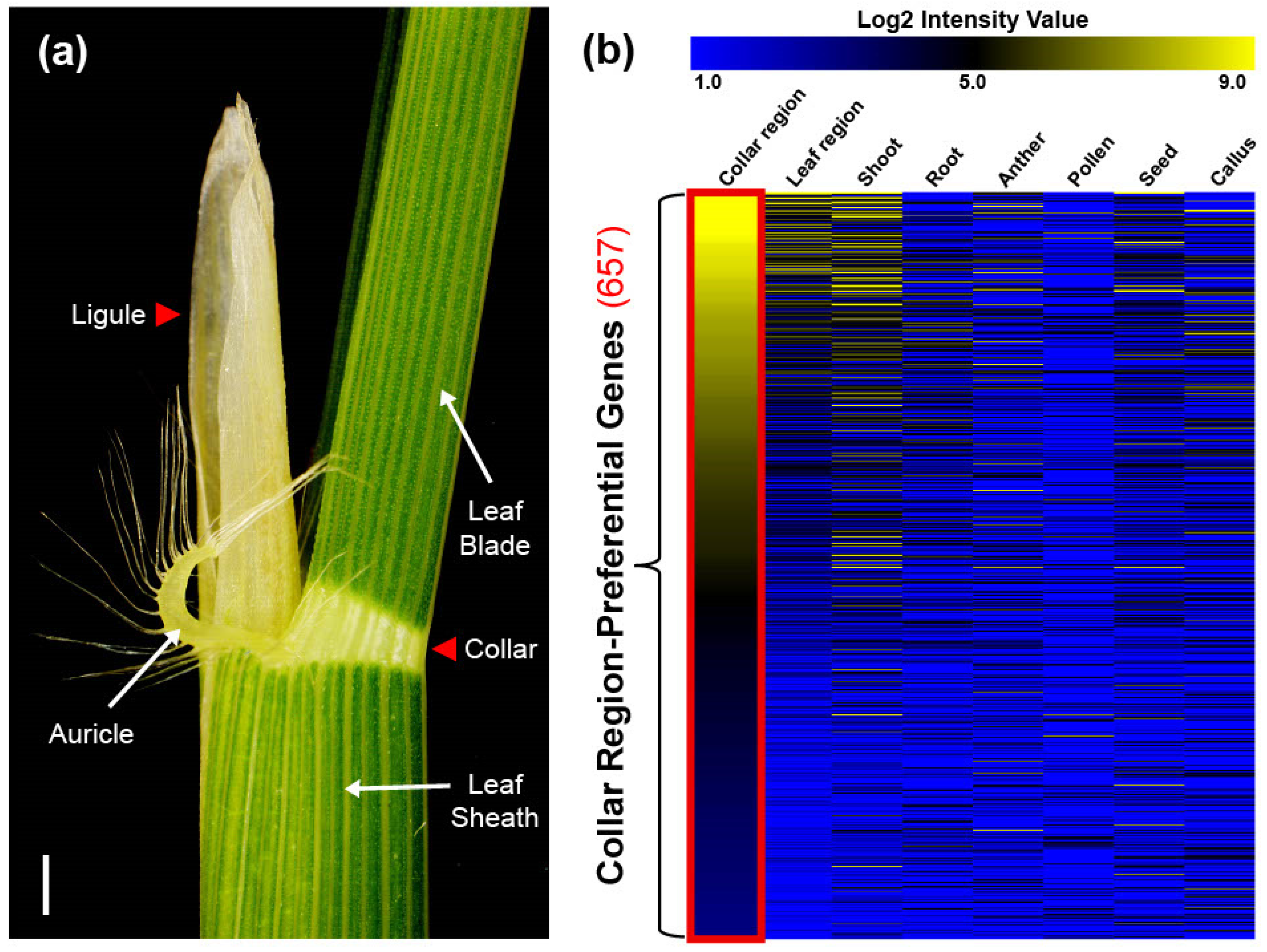 Plants 12 02959 g001