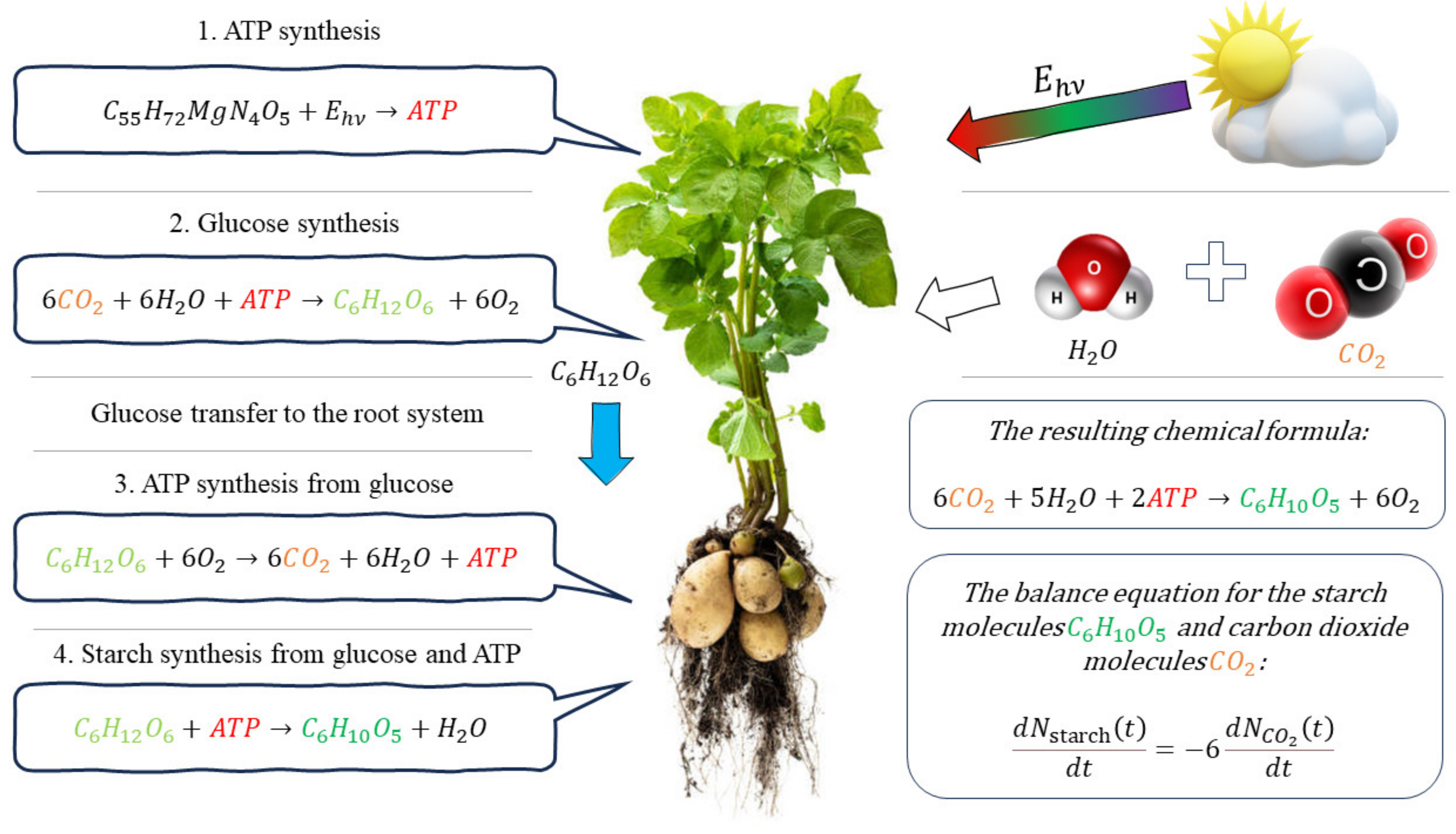 Plants 12 02962 g001