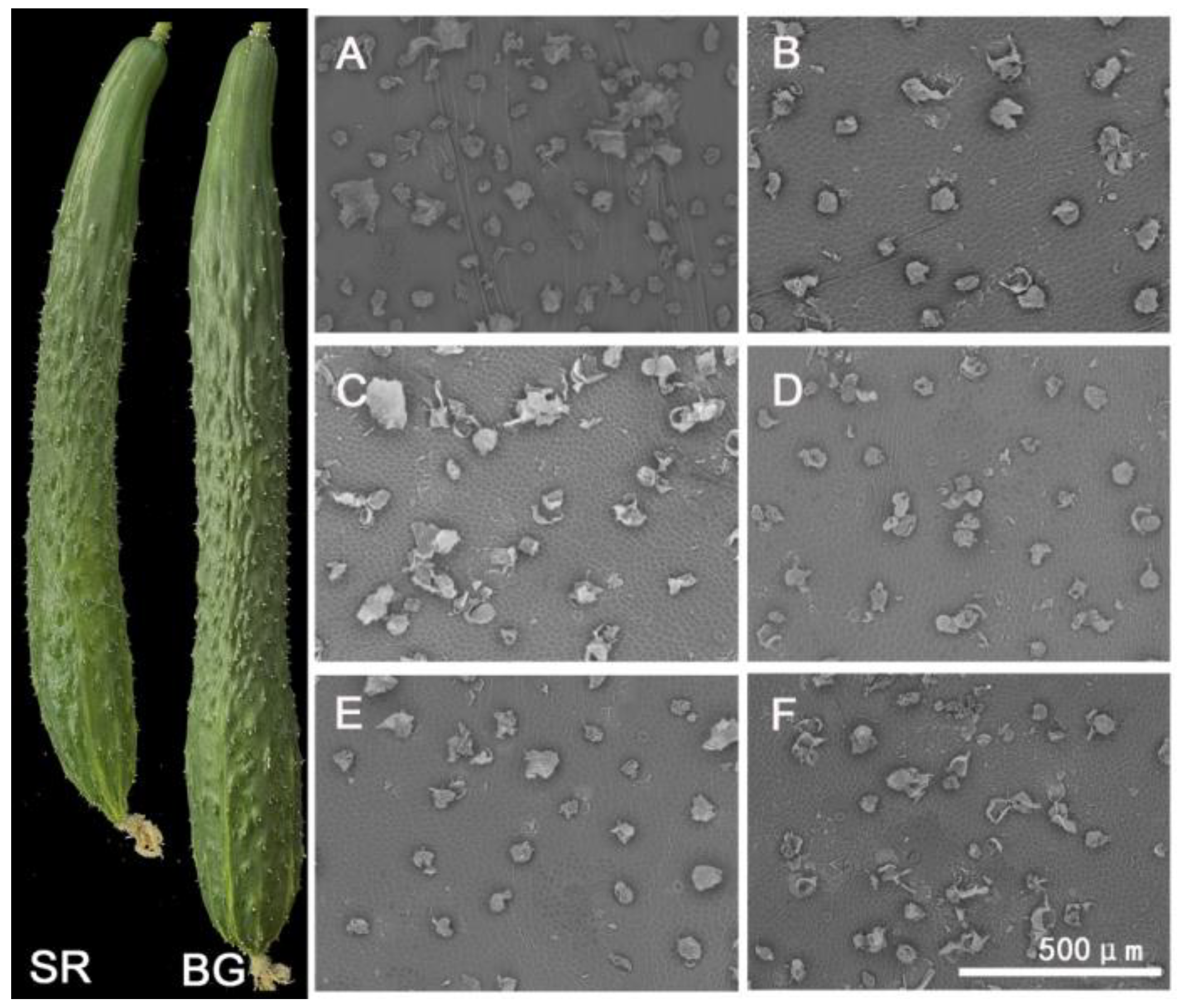 Plants 12 02963 g001