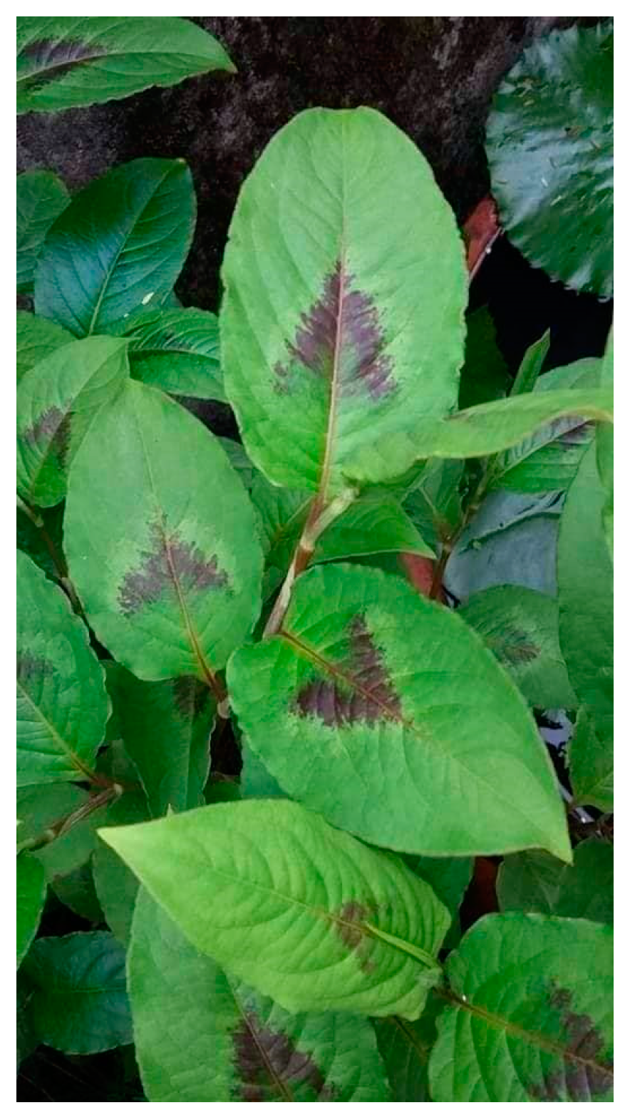 Plants 12 02968 g001