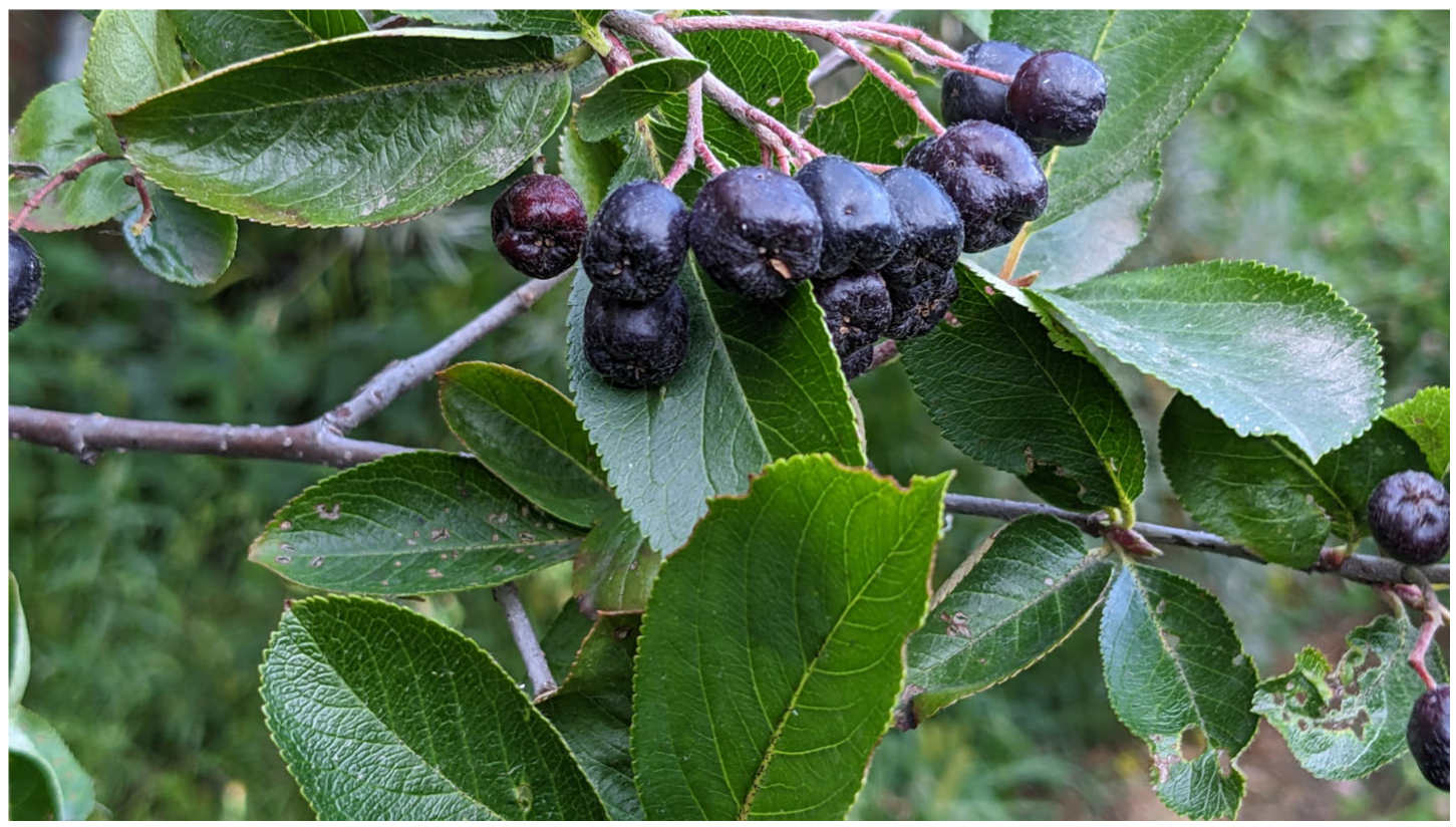 Plants 12 02976 g009