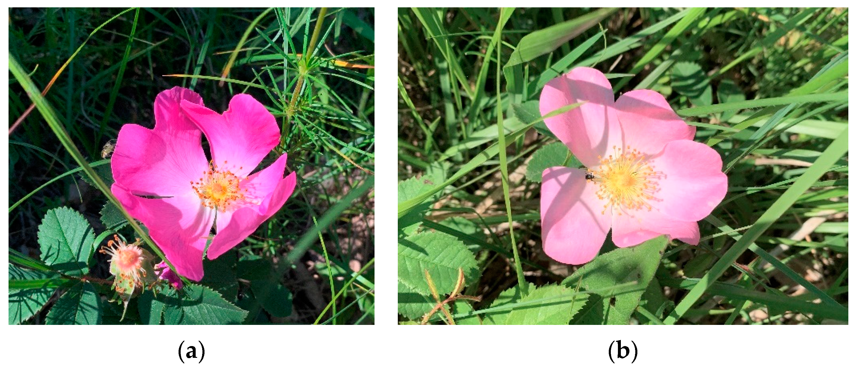 Plants 12 02979 g005