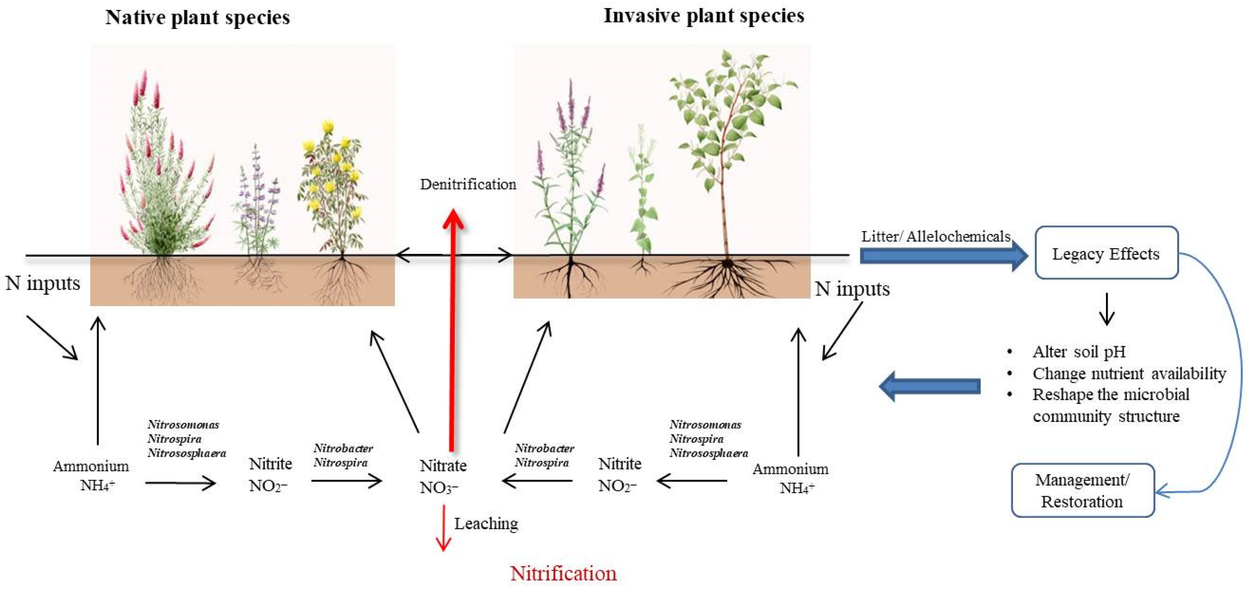 Plants Free FullText The Legacy of Plant Invasion Impacts on Soil