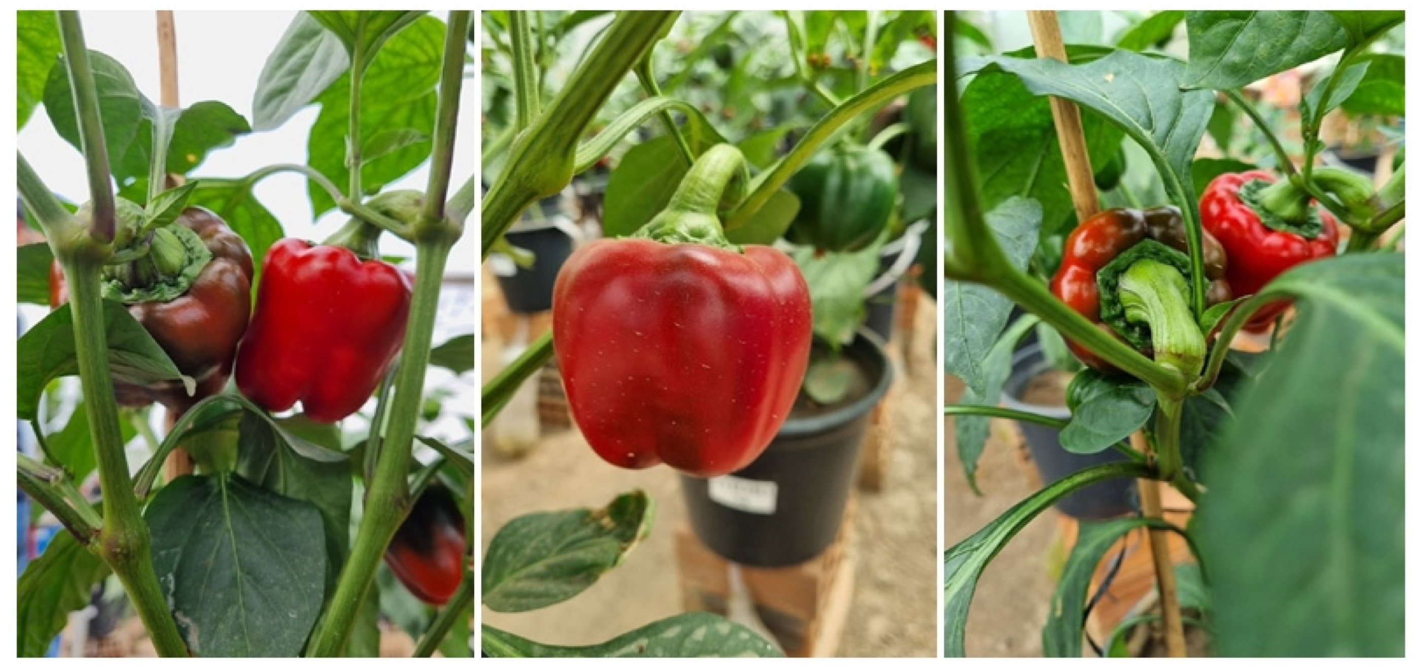 Plants 12 02981 g004 Plants 12 02981 g004