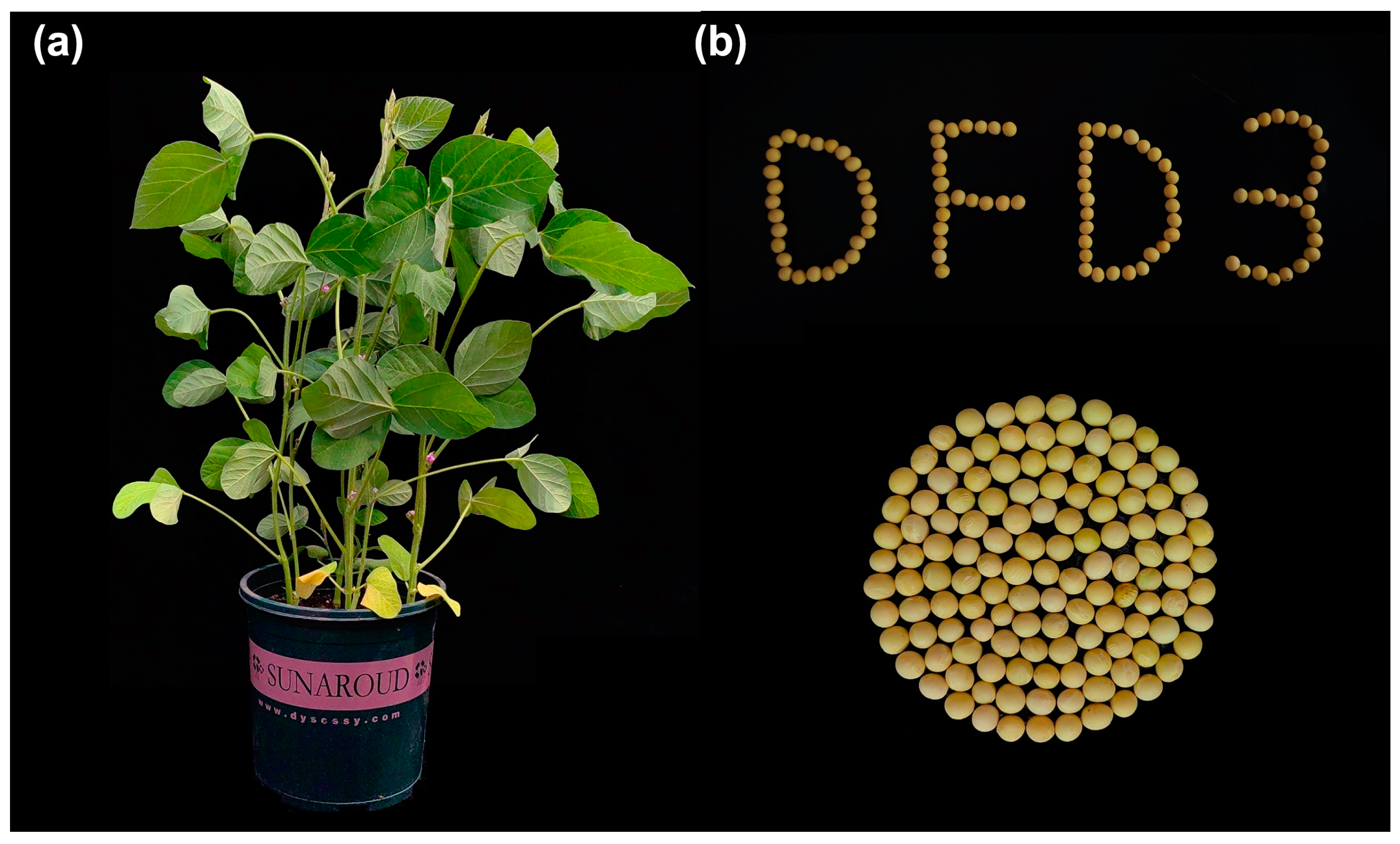 Plants 12 02994 g008