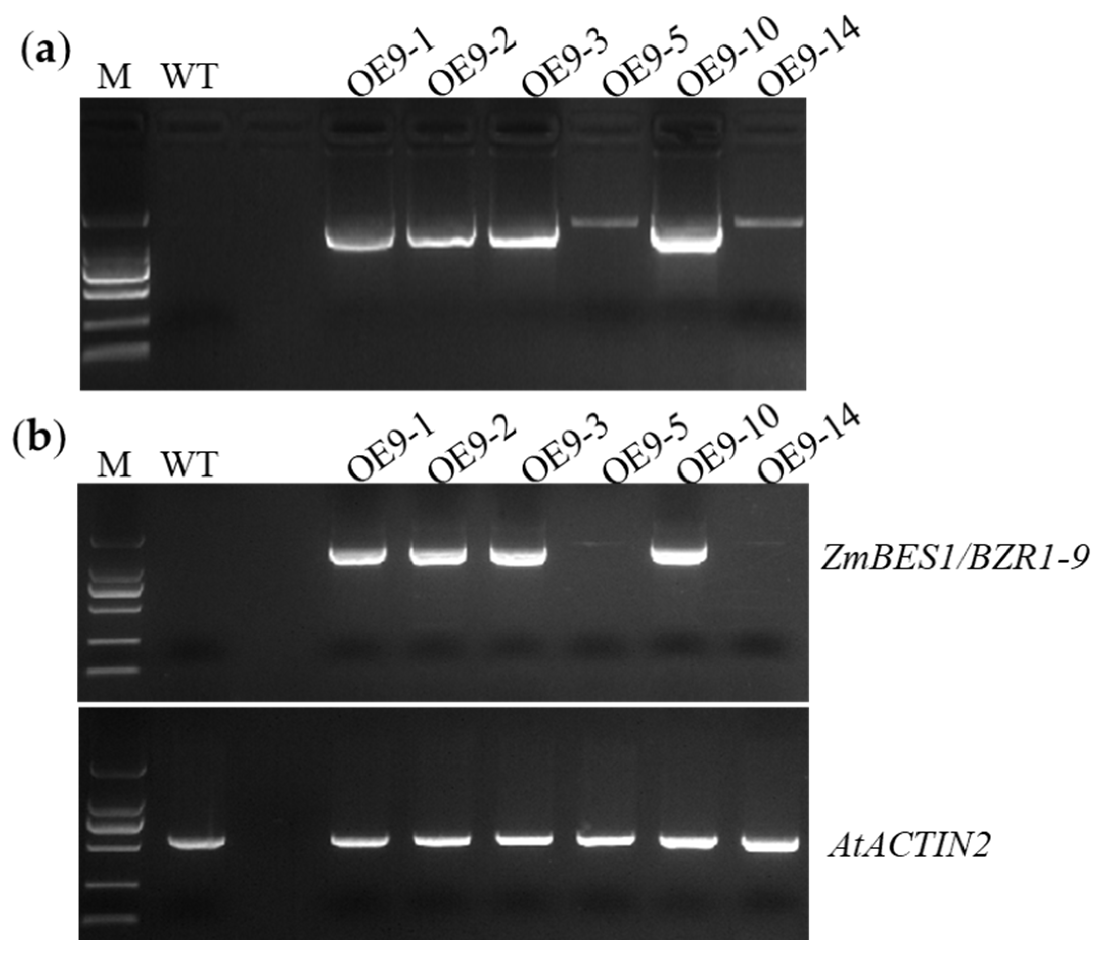 TECARTUS® Efficacy Data