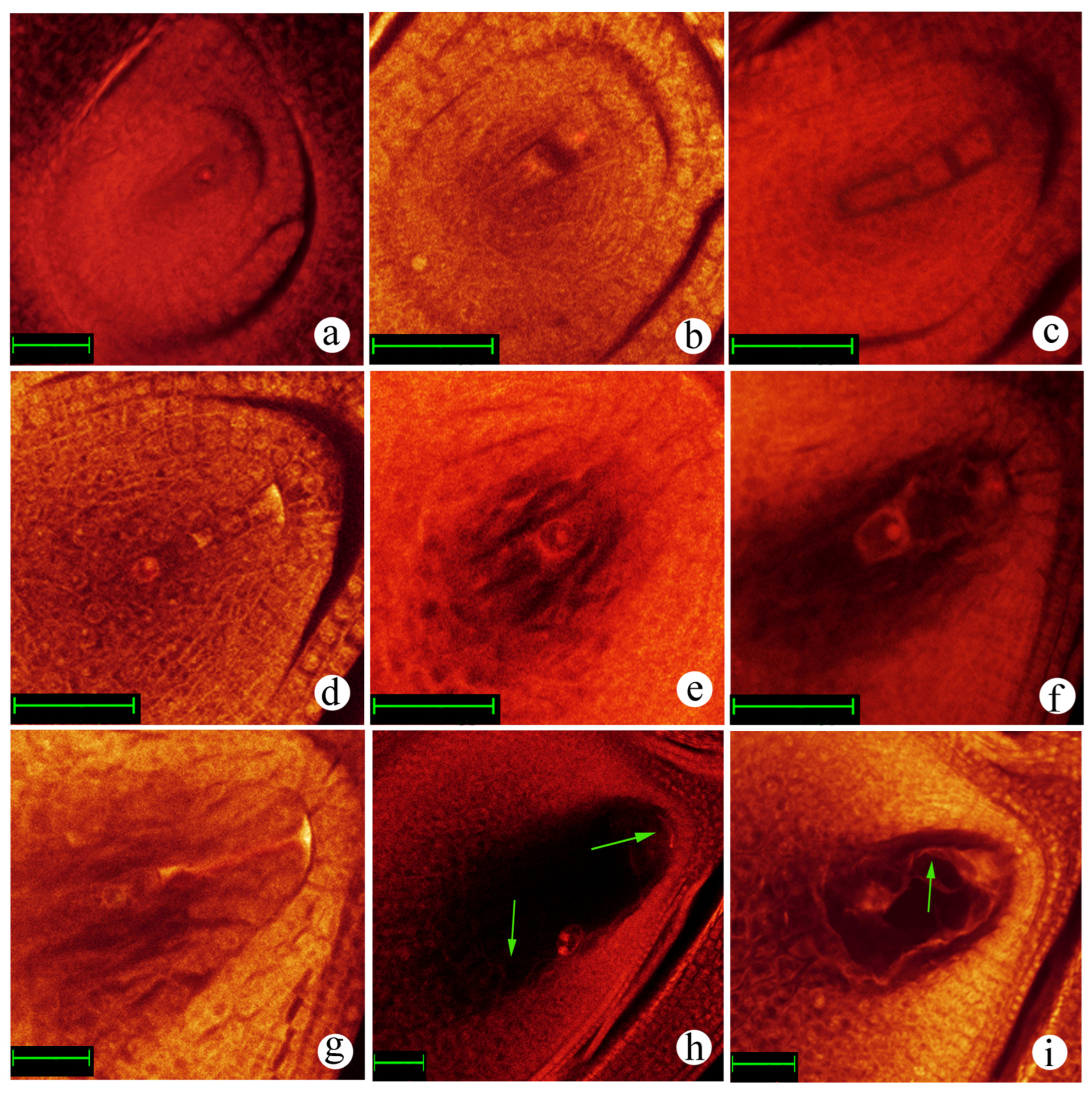 Plants 12 03001 g003