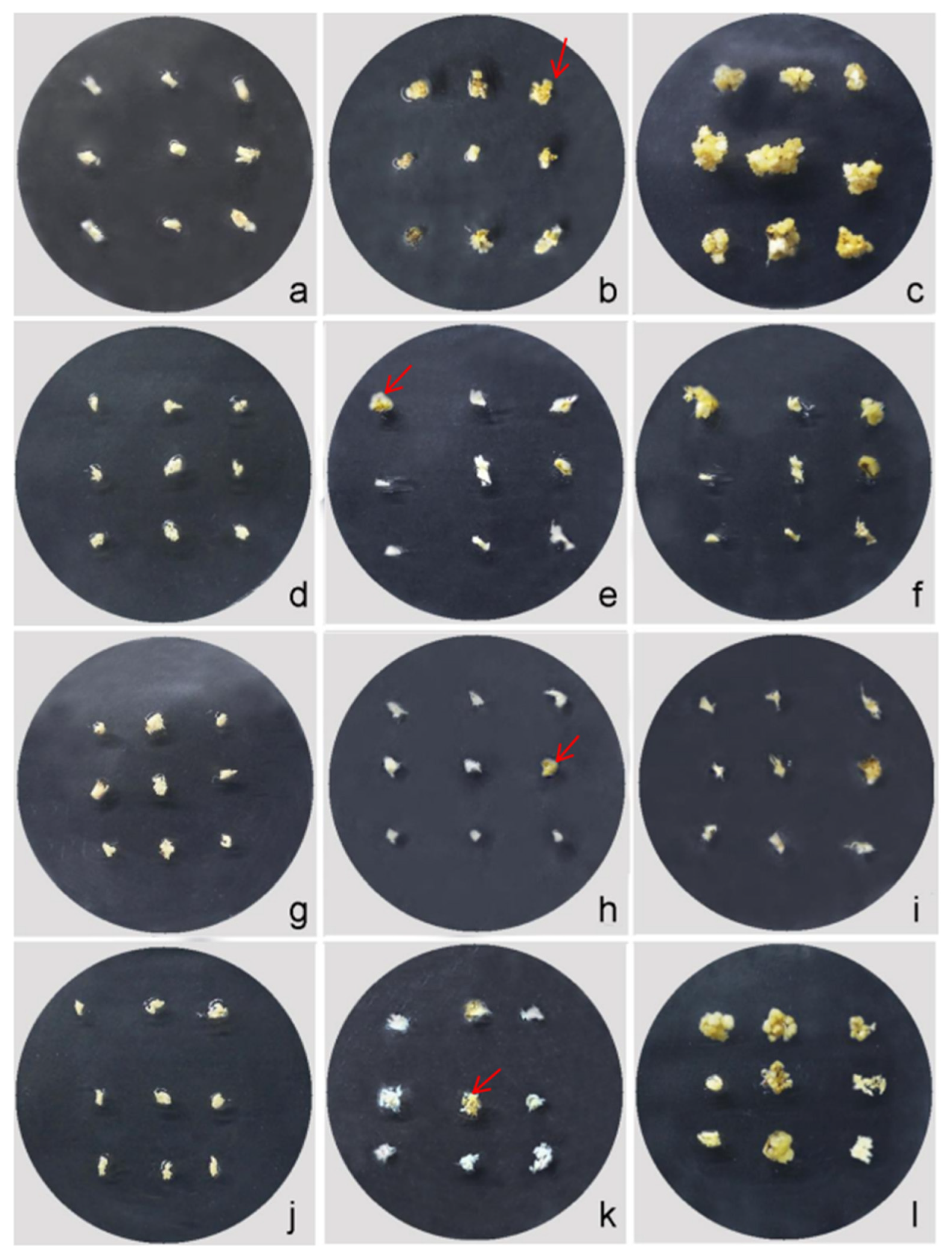 Plants 12 03001 g004