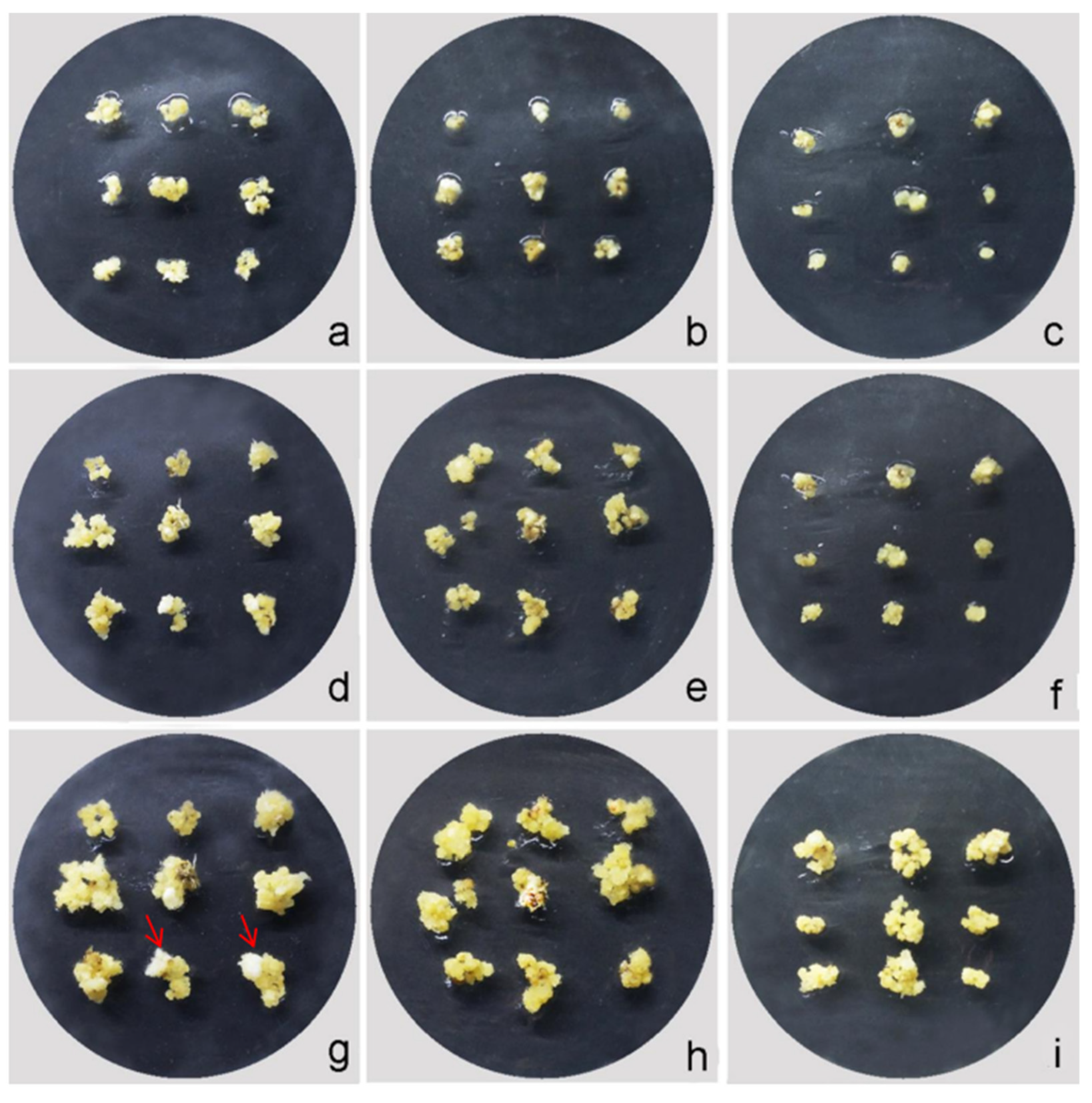 Plants 12 03001 g005