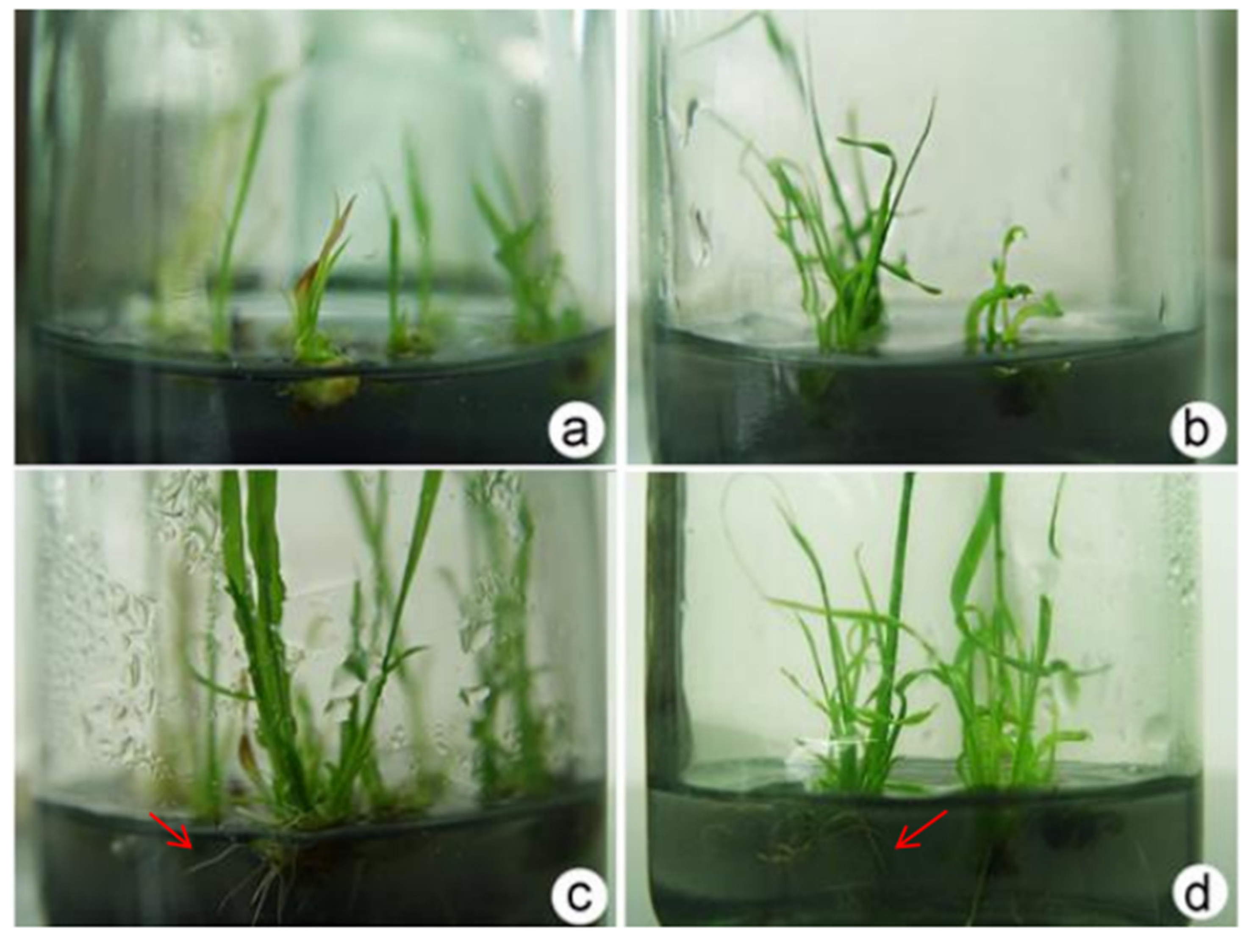 Plants 12 03001 g007